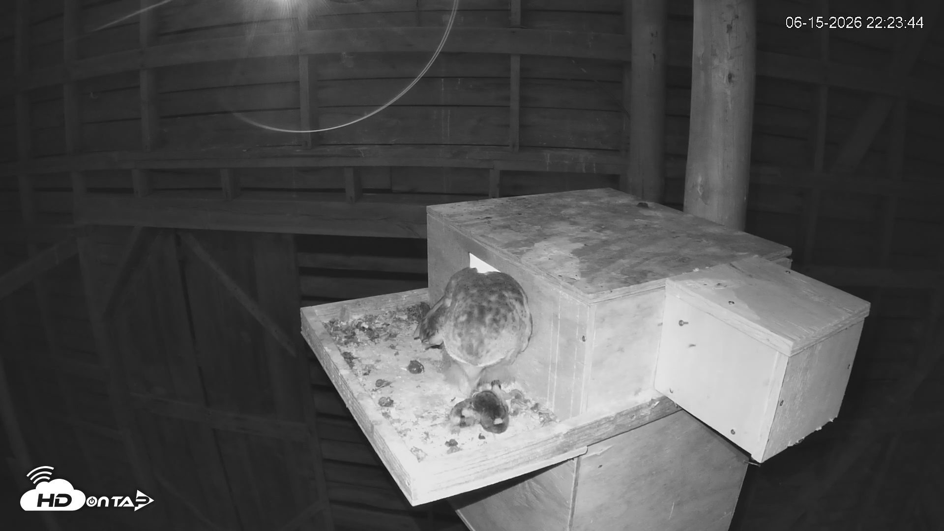 Snapshot of North Carolina Barn Owls Live Cam taken Jun 15, 2026, 10:24pm EDT