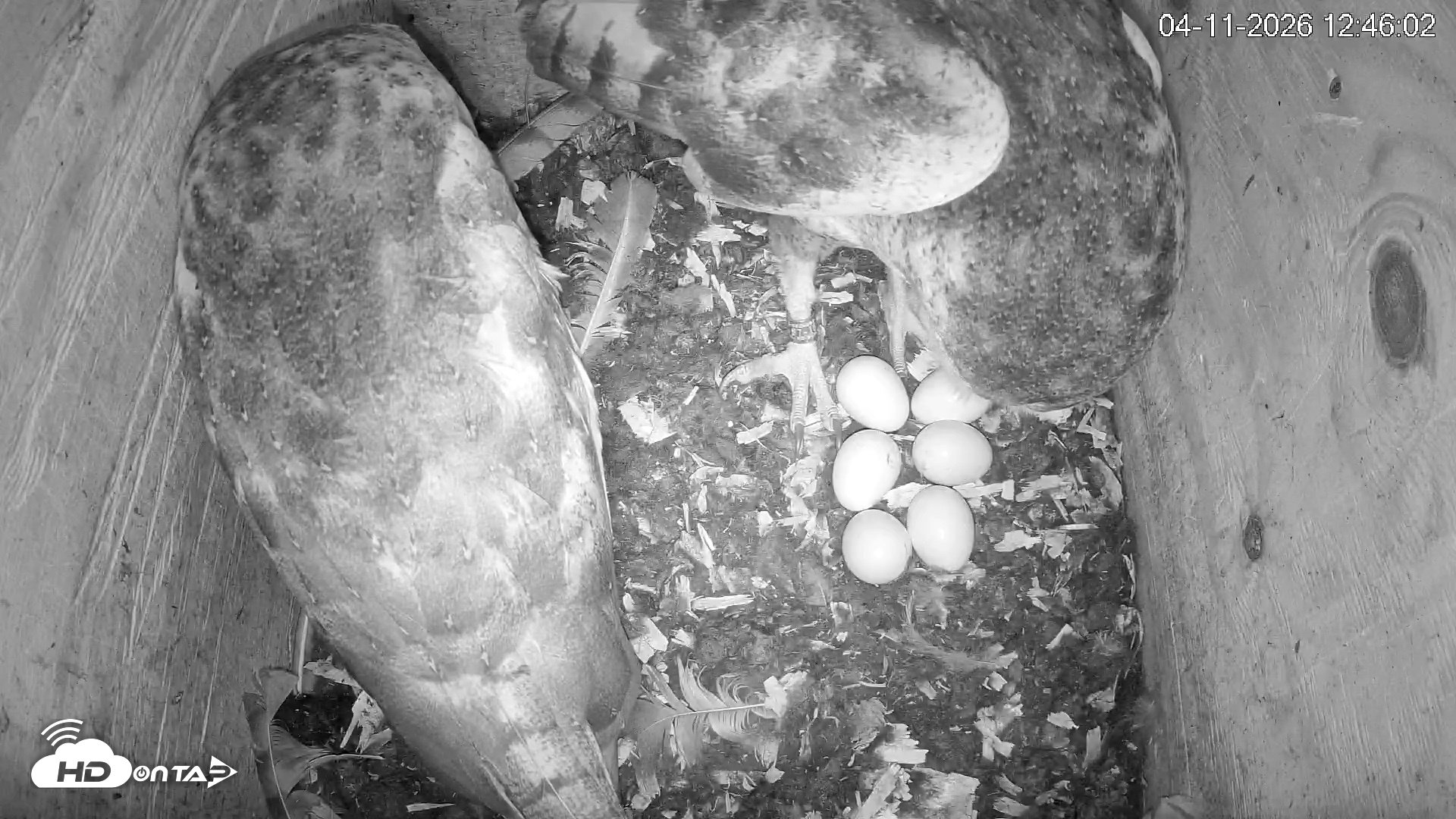 Snapshot of North Carolina Barn Owls Live Cam taken Apr 11, 2026, 12:46pm EDT