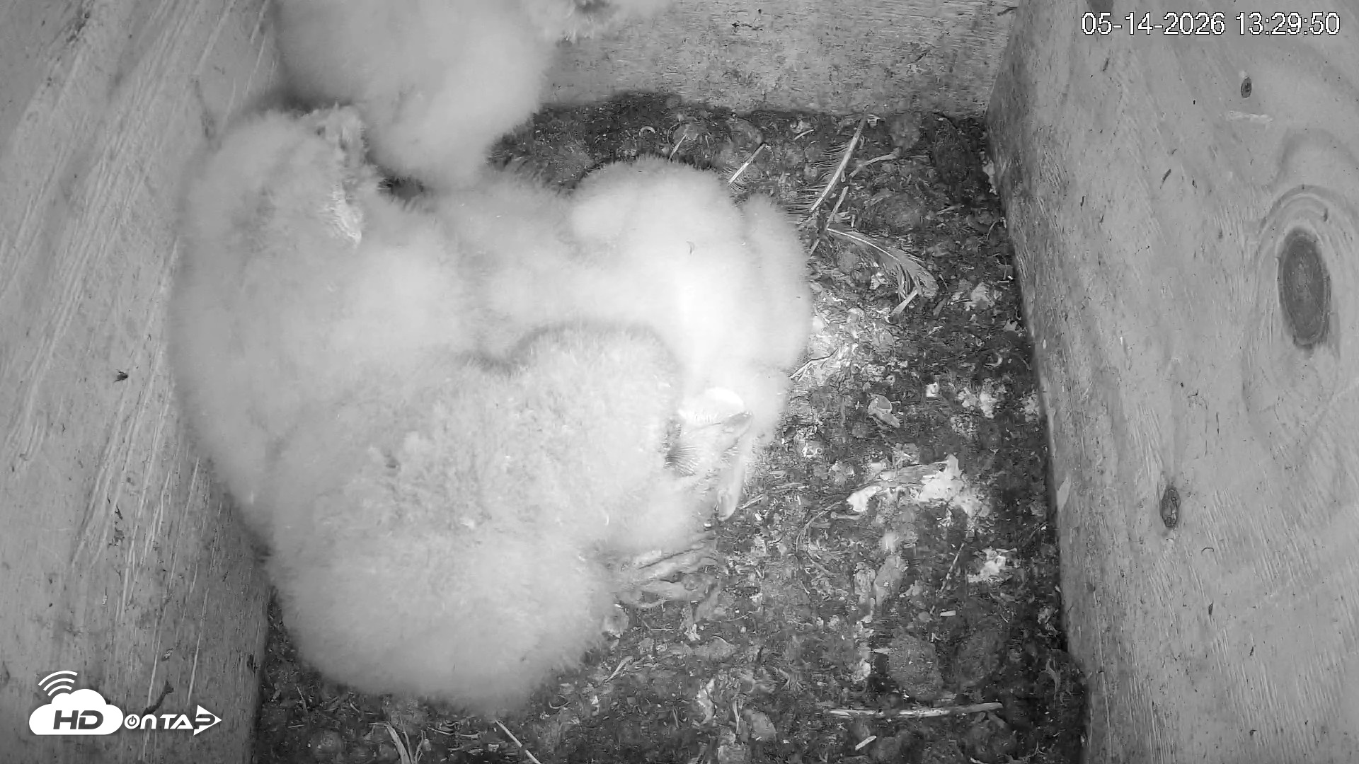 Snapshot of North Carolina Barn Owls Live Cam taken May 14, 2026, 1:31pm EDT