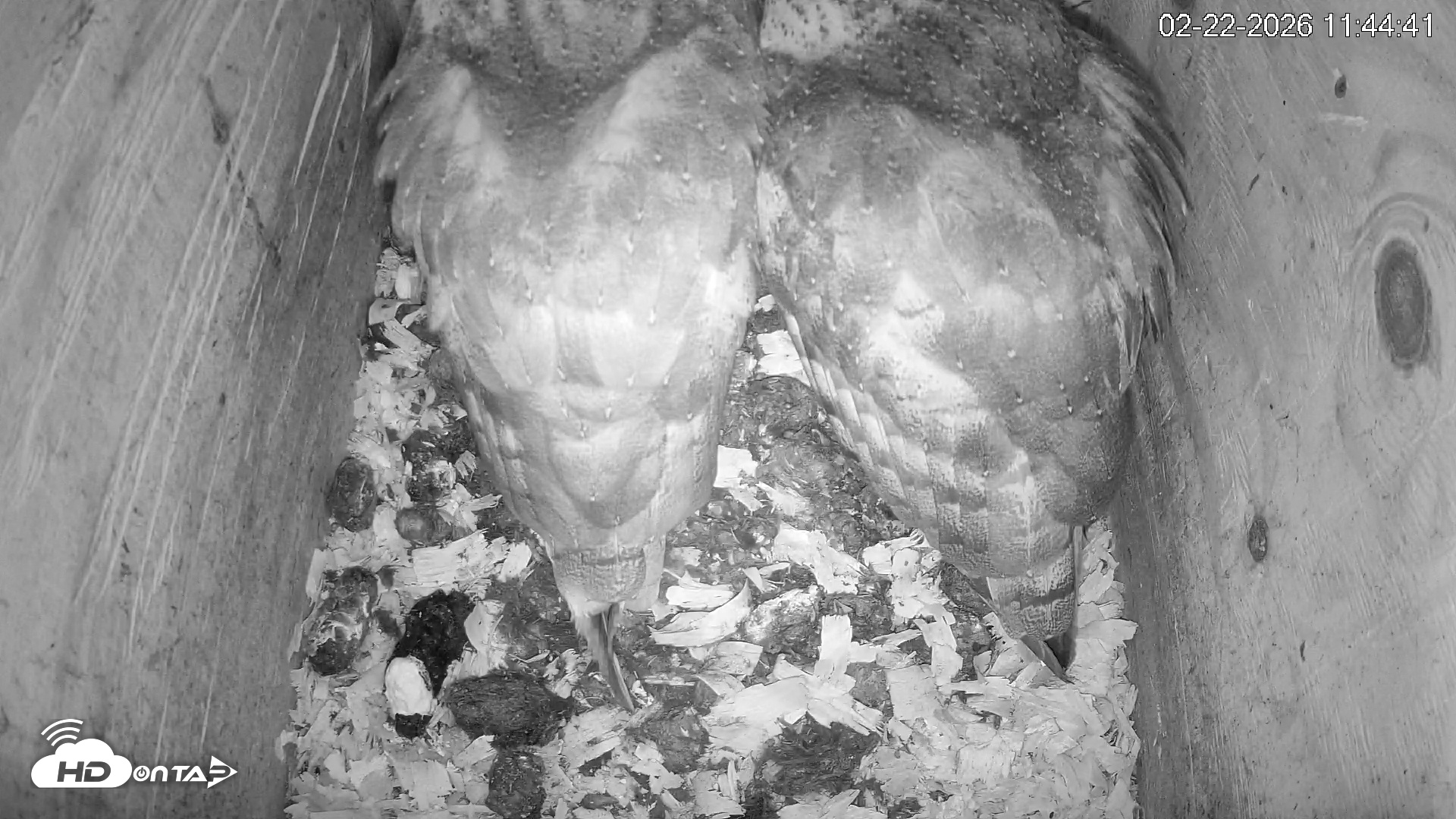 Snapshot of North Carolina Barn Owls Live Cam taken Feb 22, 2026, 11:45am EST