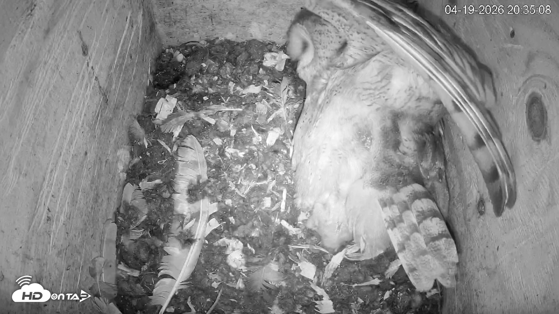 Snapshot of North Carolina Barn Owls Live Cam taken Apr 19, 2026, 8:35pm EDT