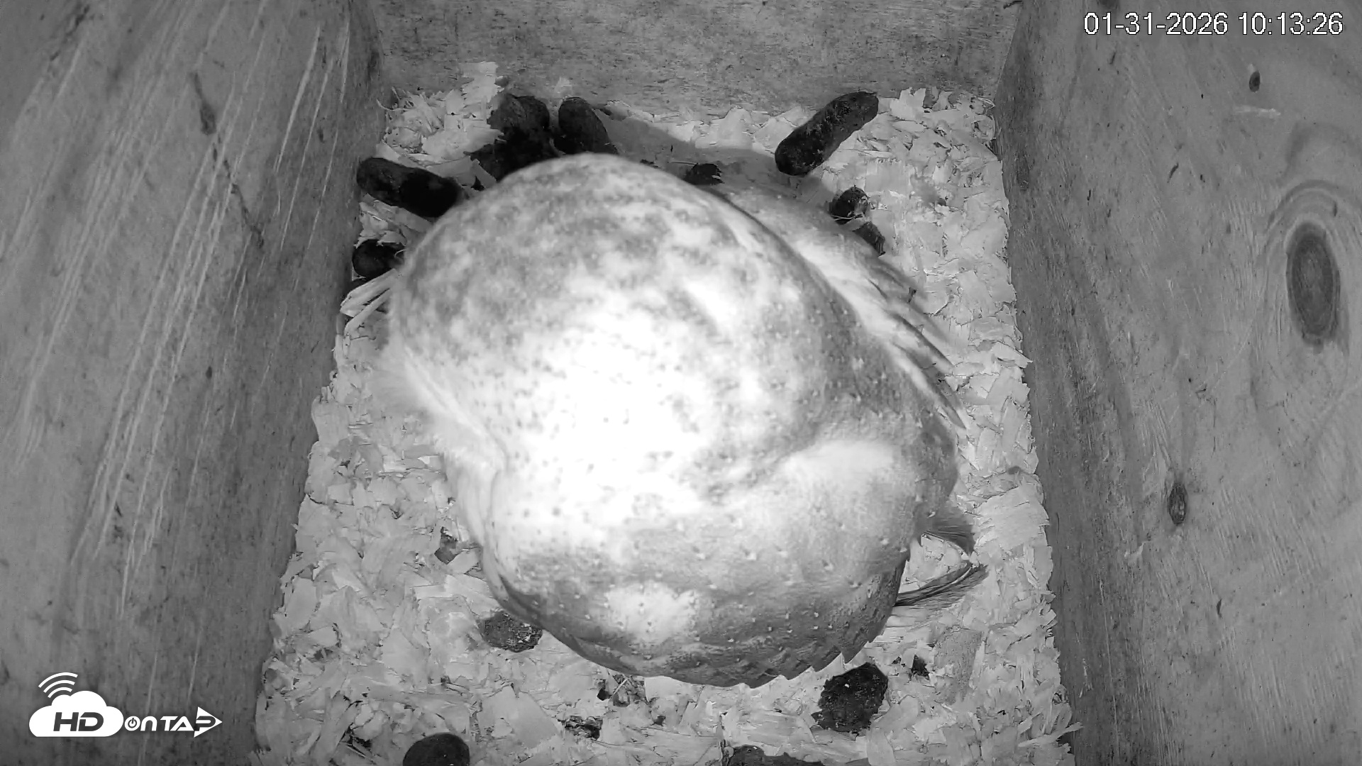 Snapshot of North Carolina Barn Owls Live Cam taken Jan 31, 2026, 10:14am EST