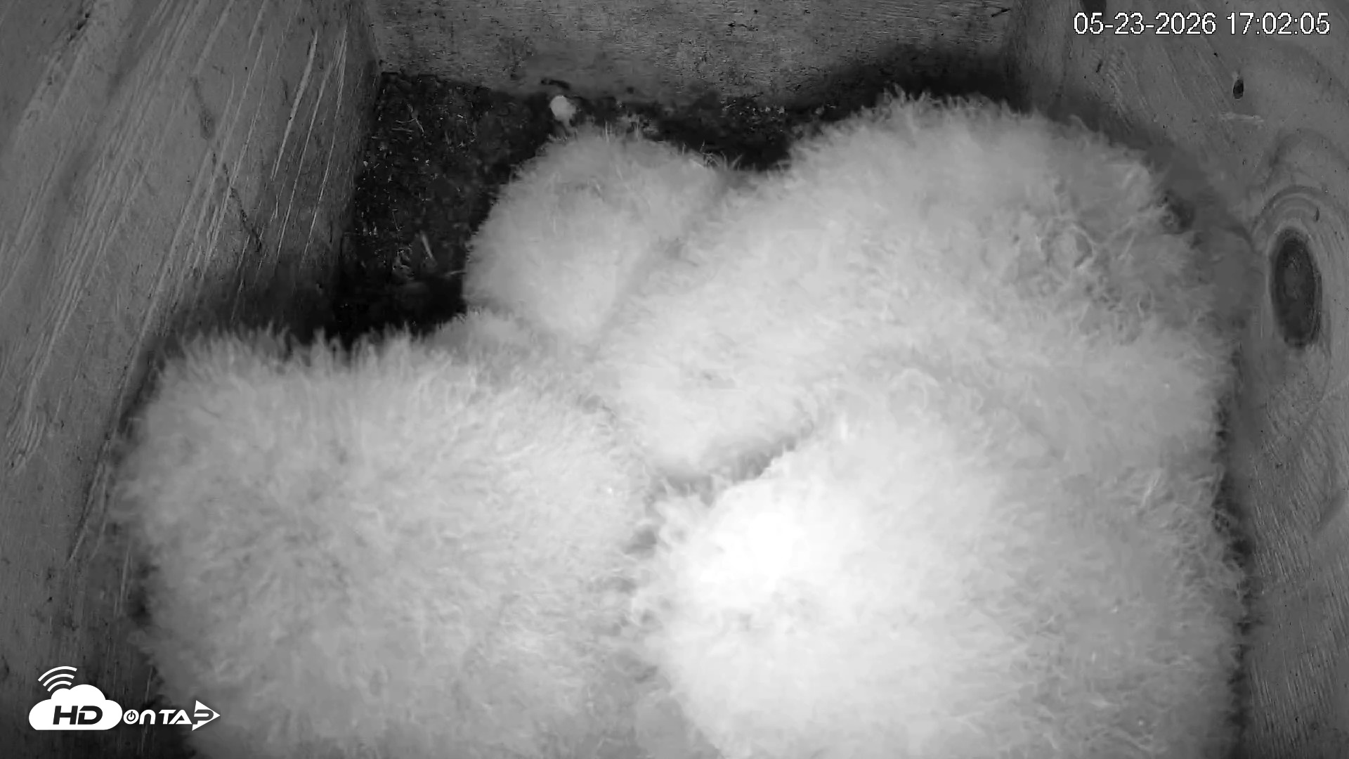 Snapshot of North Carolina Barn Owls Live Cam taken May 23, 2026, 5:02pm EDT