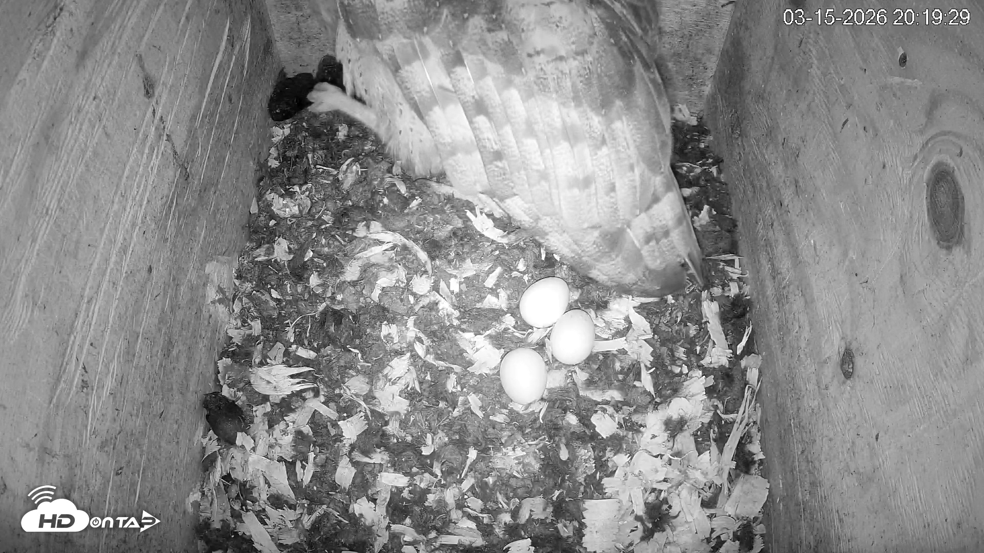 Snapshot of North Carolina Barn Owls Live Cam taken Mar 15, 2026, 8:20pm EDT