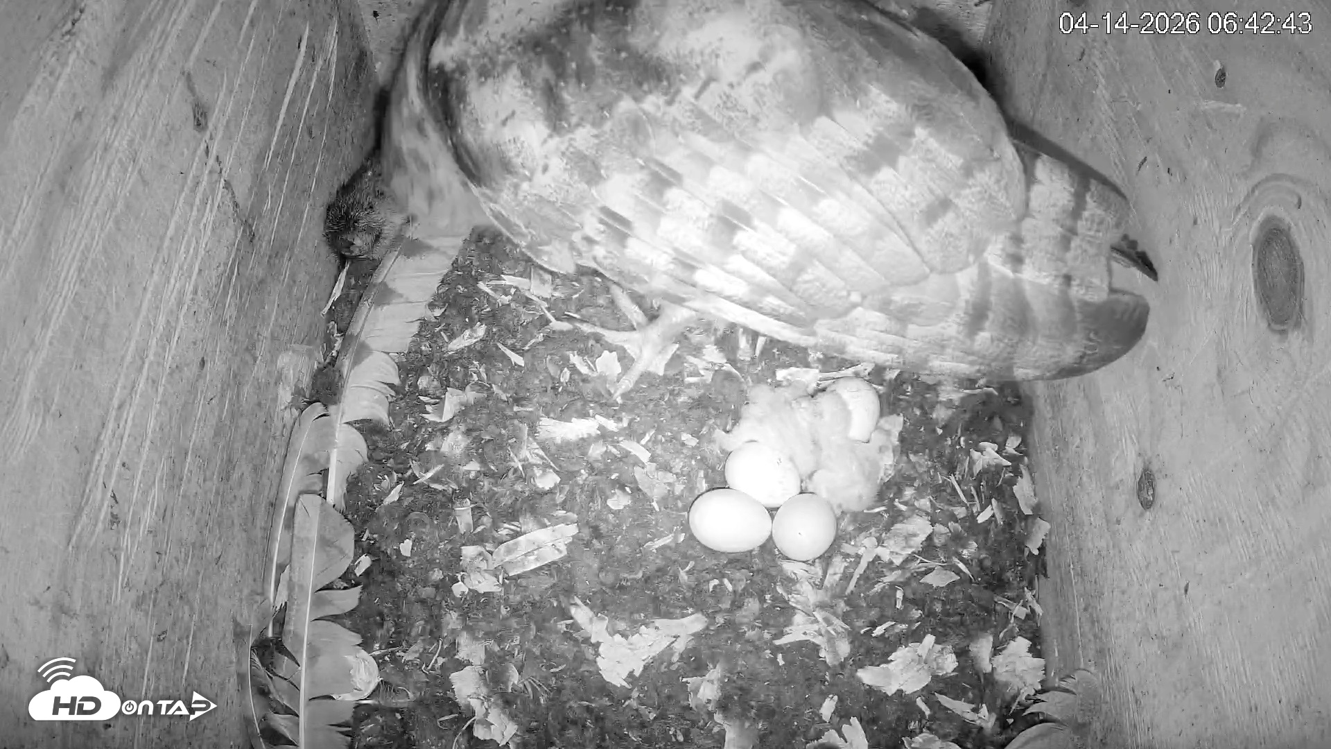 Snapshot of North Carolina Barn Owls Live Cam taken Apr 14, 2026, 6:43am EDT