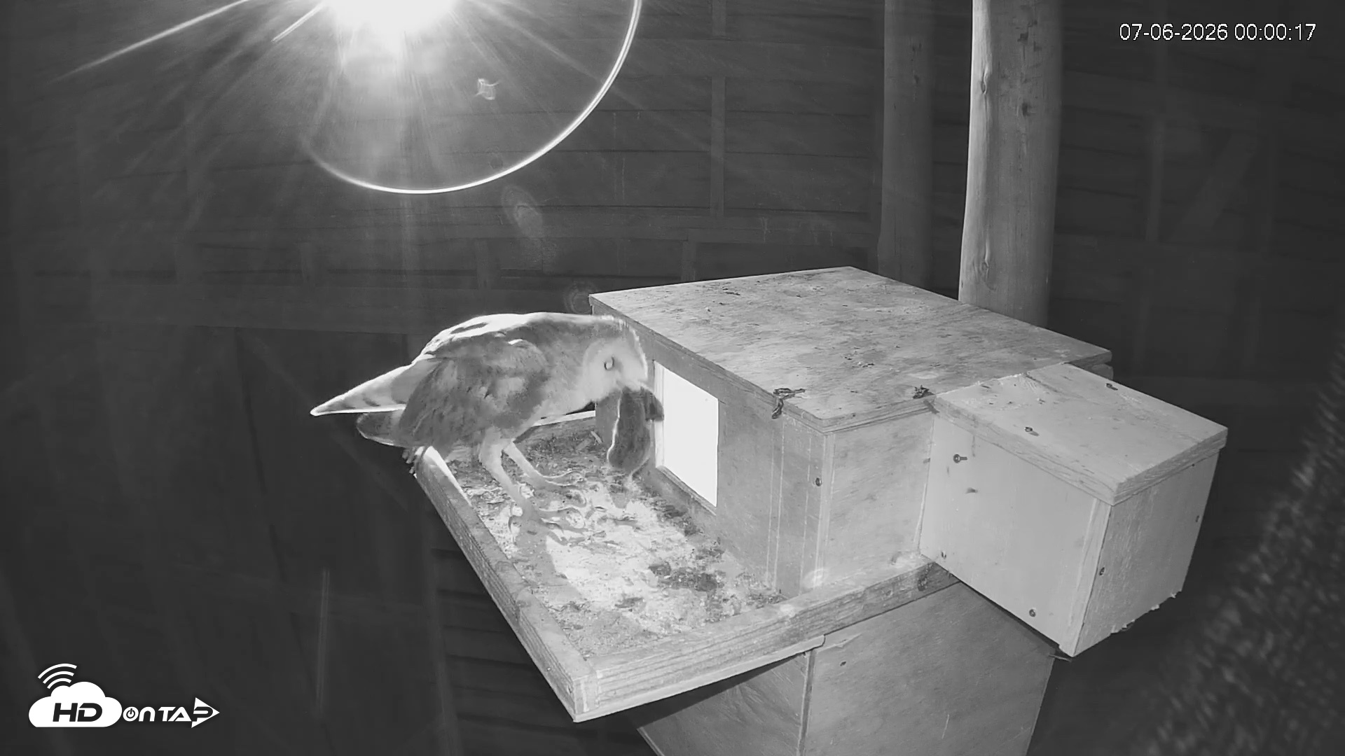 Snapshot of North Carolina Barn Owls Live Cam taken Jul 6, 2026, 12:01am EDT