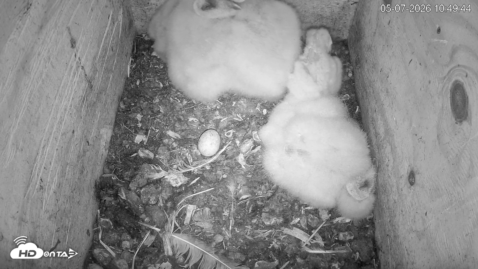 Snapshot of North Carolina Barn Owls Live Cam taken May 7, 2026, 10:50am EDT