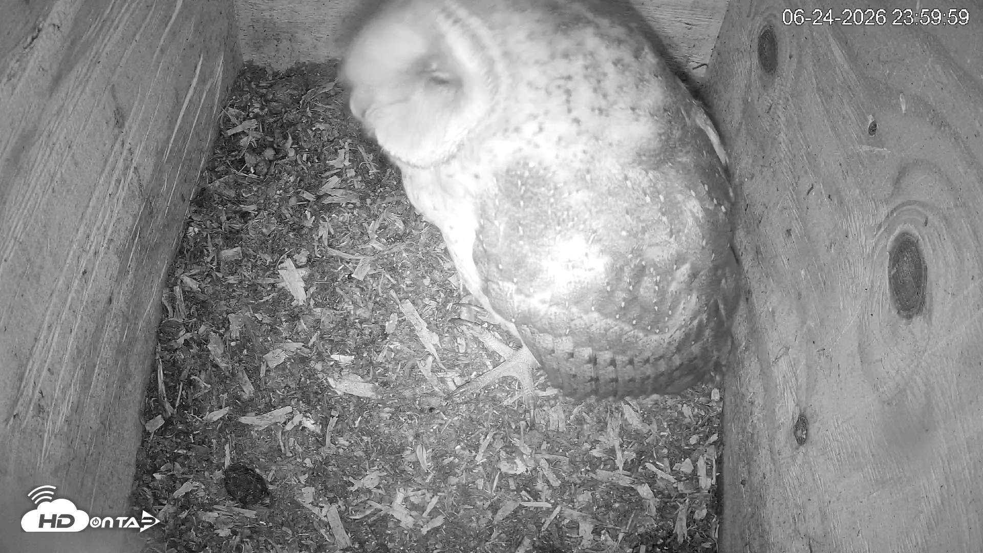 Snapshot of North Carolina Barn Owls Live Cam taken Jun 25, 2026, 12:00am EDT
