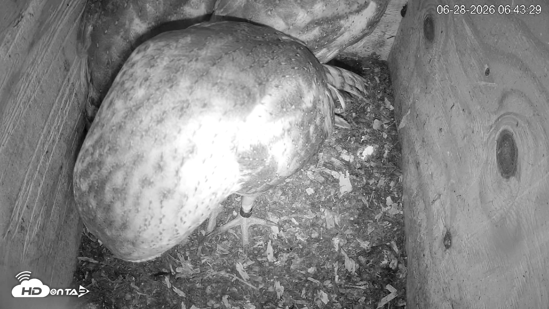 Snapshot of North Carolina Barn Owls Live Cam taken Jun 28, 2026, 6:44am EDT
