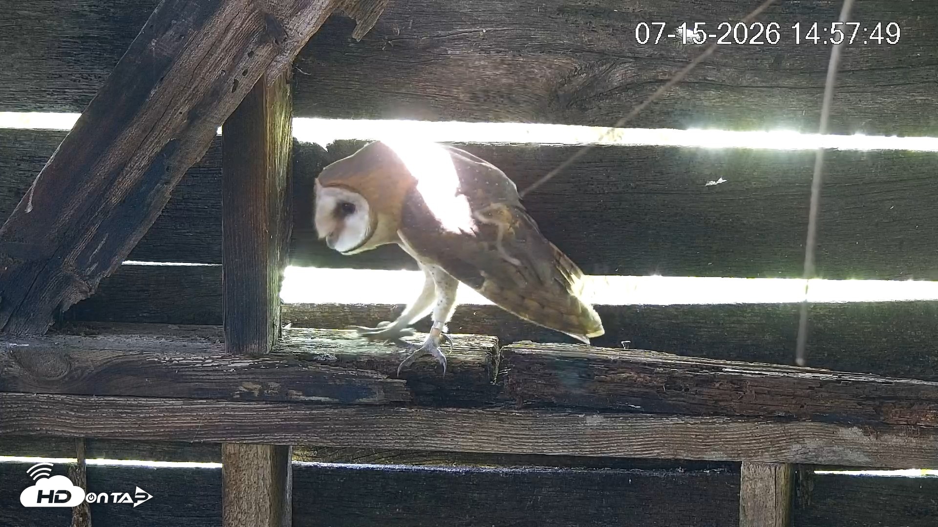 Snapshot of North Carolina Barn Owls Live Cam taken Jul 15, 2026, 2:58pm EDT
