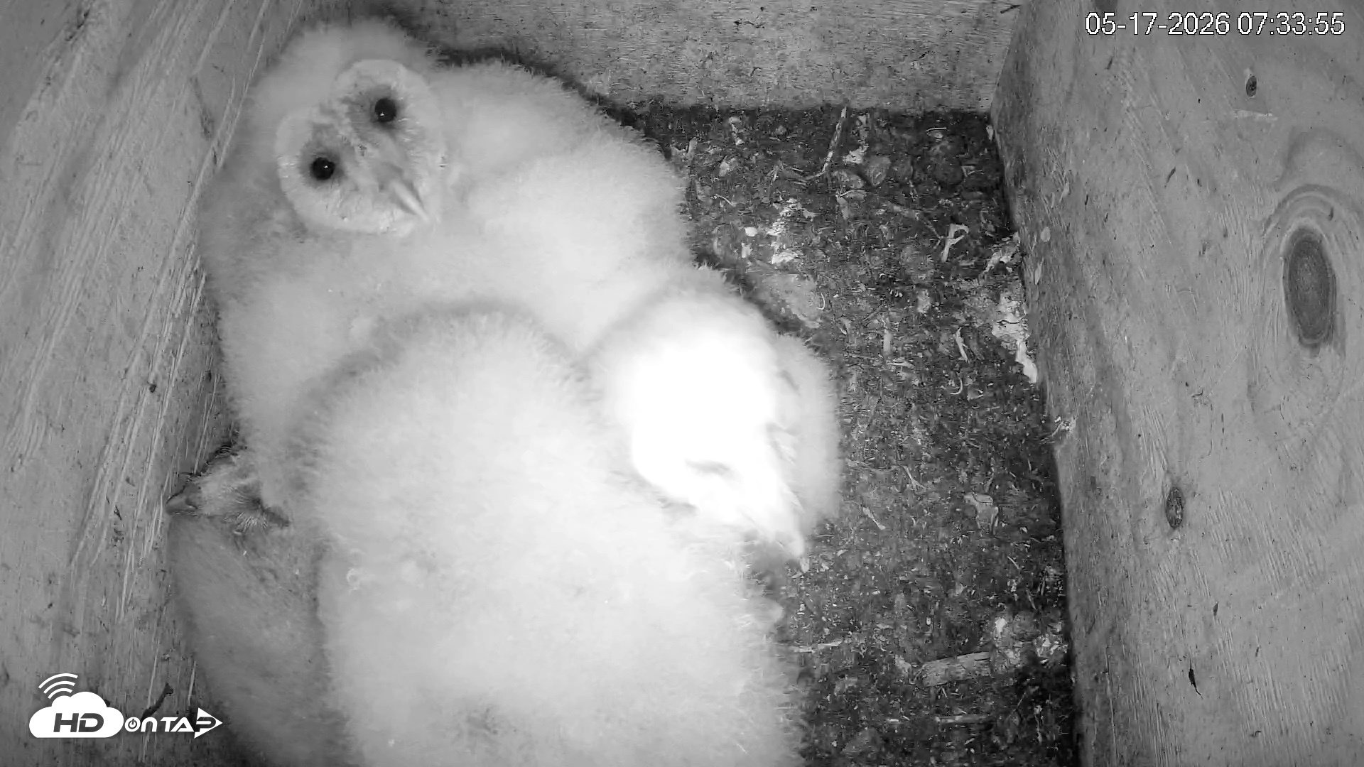 Snapshot of North Carolina Barn Owls Live Cam taken May 17, 2026, 7:34am EDT