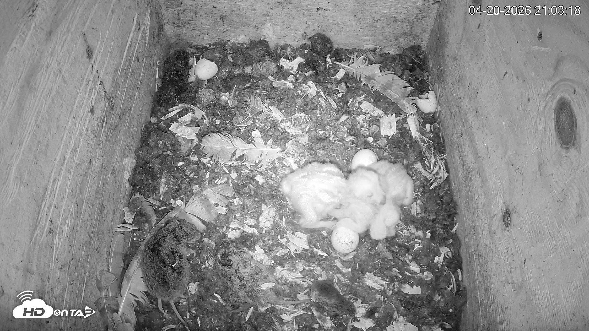 Snapshot of North Carolina Barn Owls Live Cam taken Apr 20, 2026, 9:03pm EDT