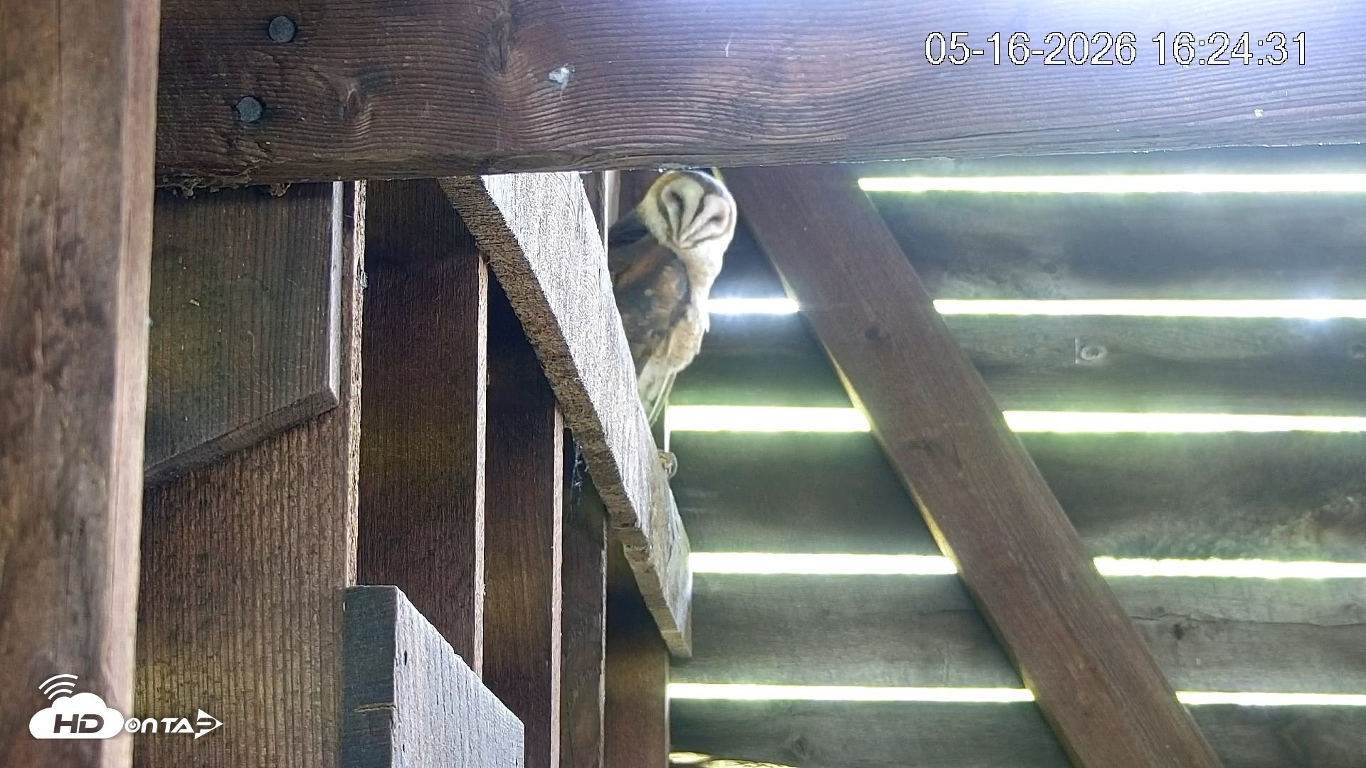 Snapshot of North Carolina Barn Owls Live Cam taken May 16, 2026, 4:25pm EDT