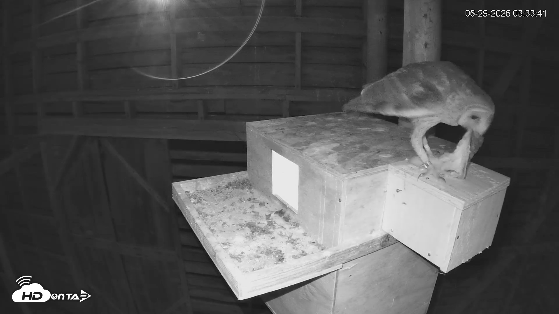 Snapshot of North Carolina Barn Owls Live Cam taken Jun 29, 2026, 3:34am EDT