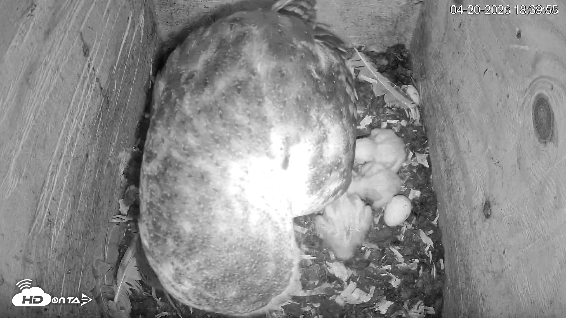 Snapshot of North Carolina Barn Owls Live Cam taken Apr 20, 2026, 6:40pm EDT
