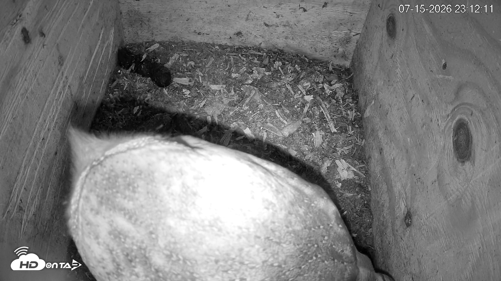 Snapshot of North Carolina Barn Owls Live Cam taken Jul 15, 2026, 11:13pm EDT