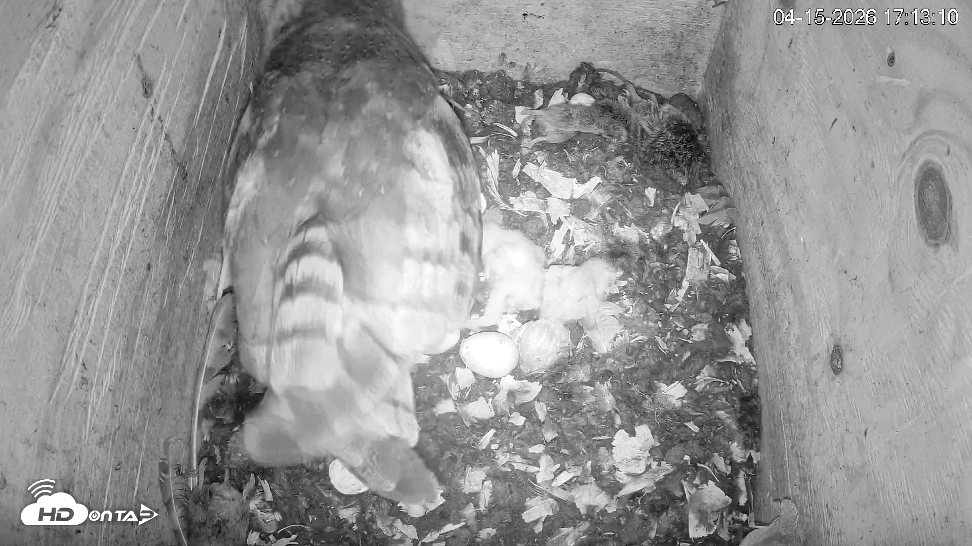 Snapshot of North Carolina Barn Owls Live Cam taken Apr 15, 2026, 5:13pm EDT