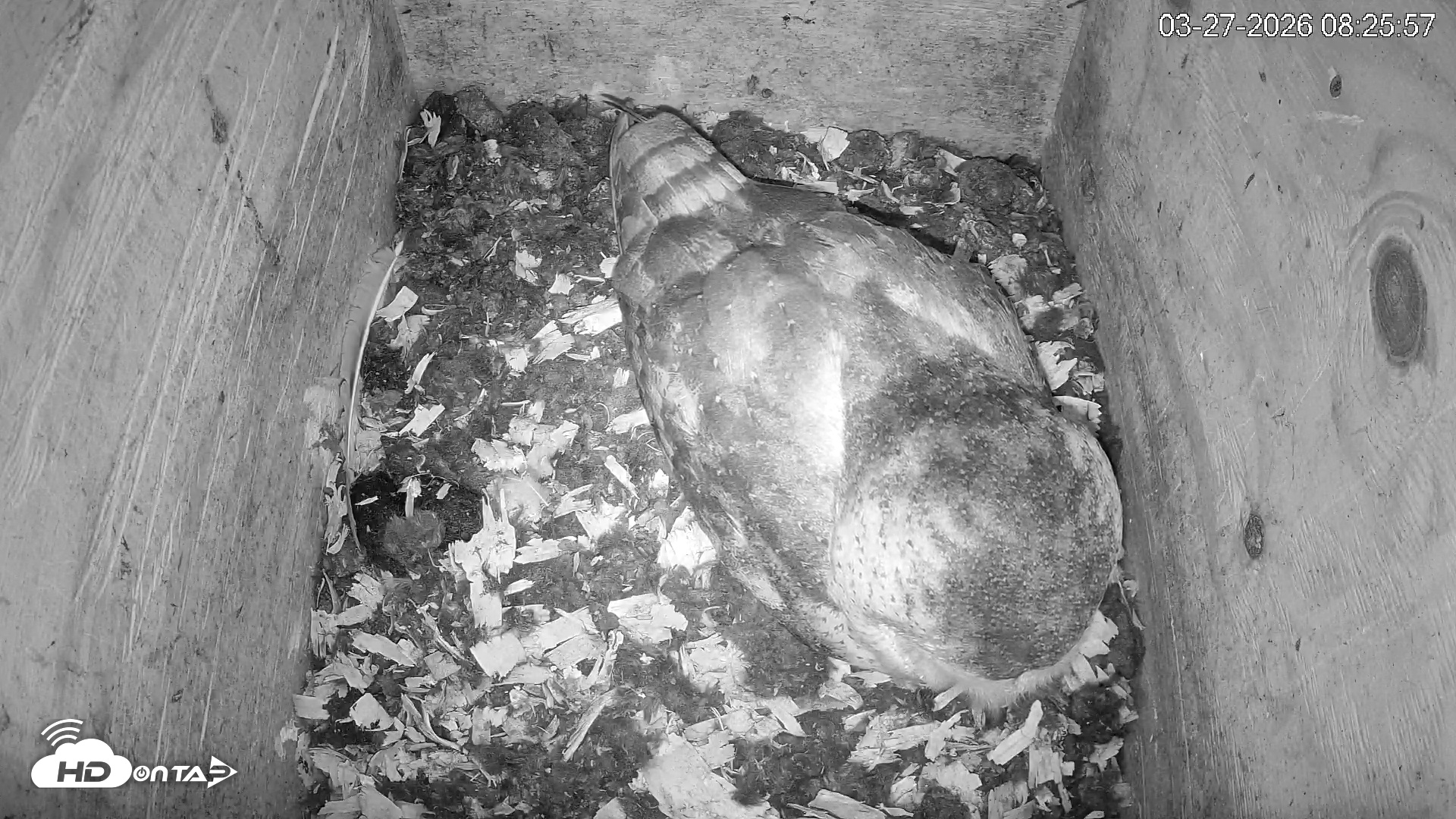 Snapshot of North Carolina Barn Owls Live Cam taken Mar 27, 2026, 8:26am EDT