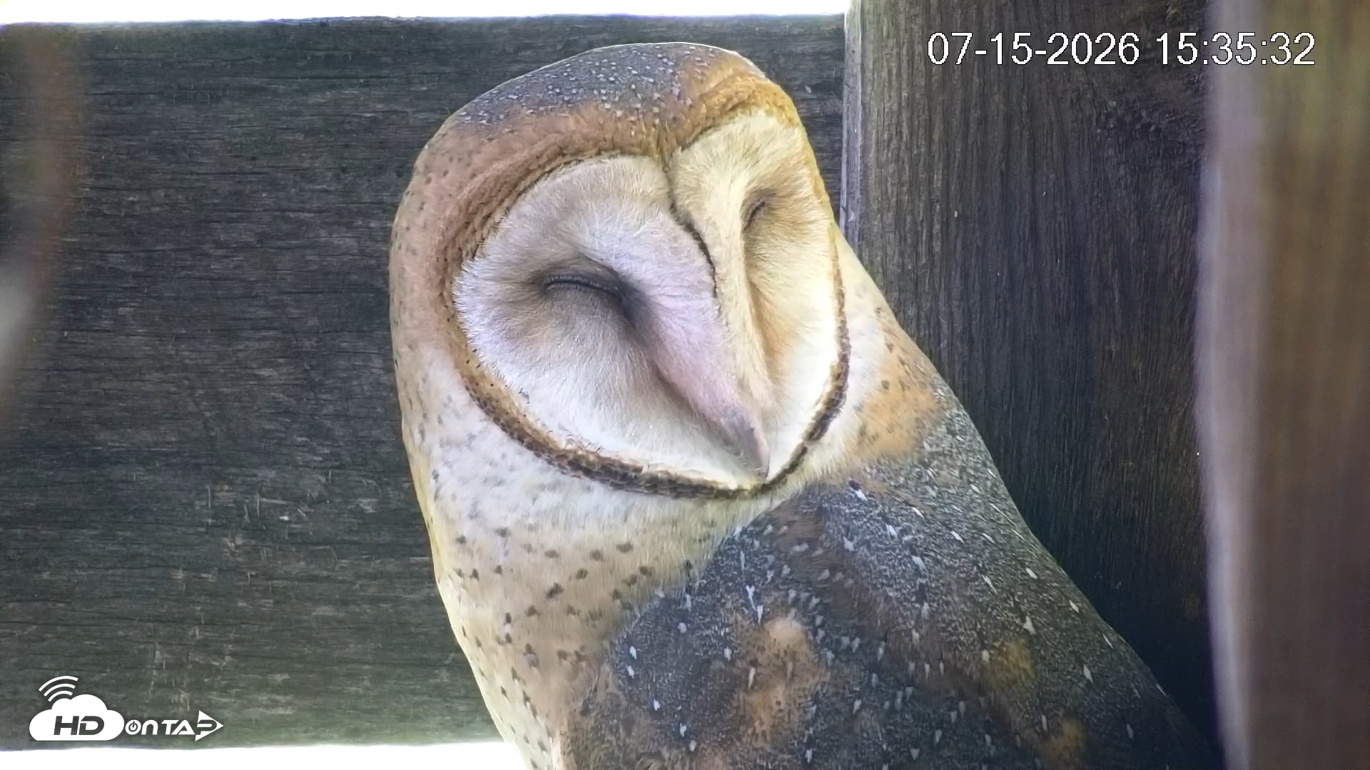 Snapshot of North Carolina Barn Owls Live Cam taken Jul 15, 2026, 3:36pm EDT
