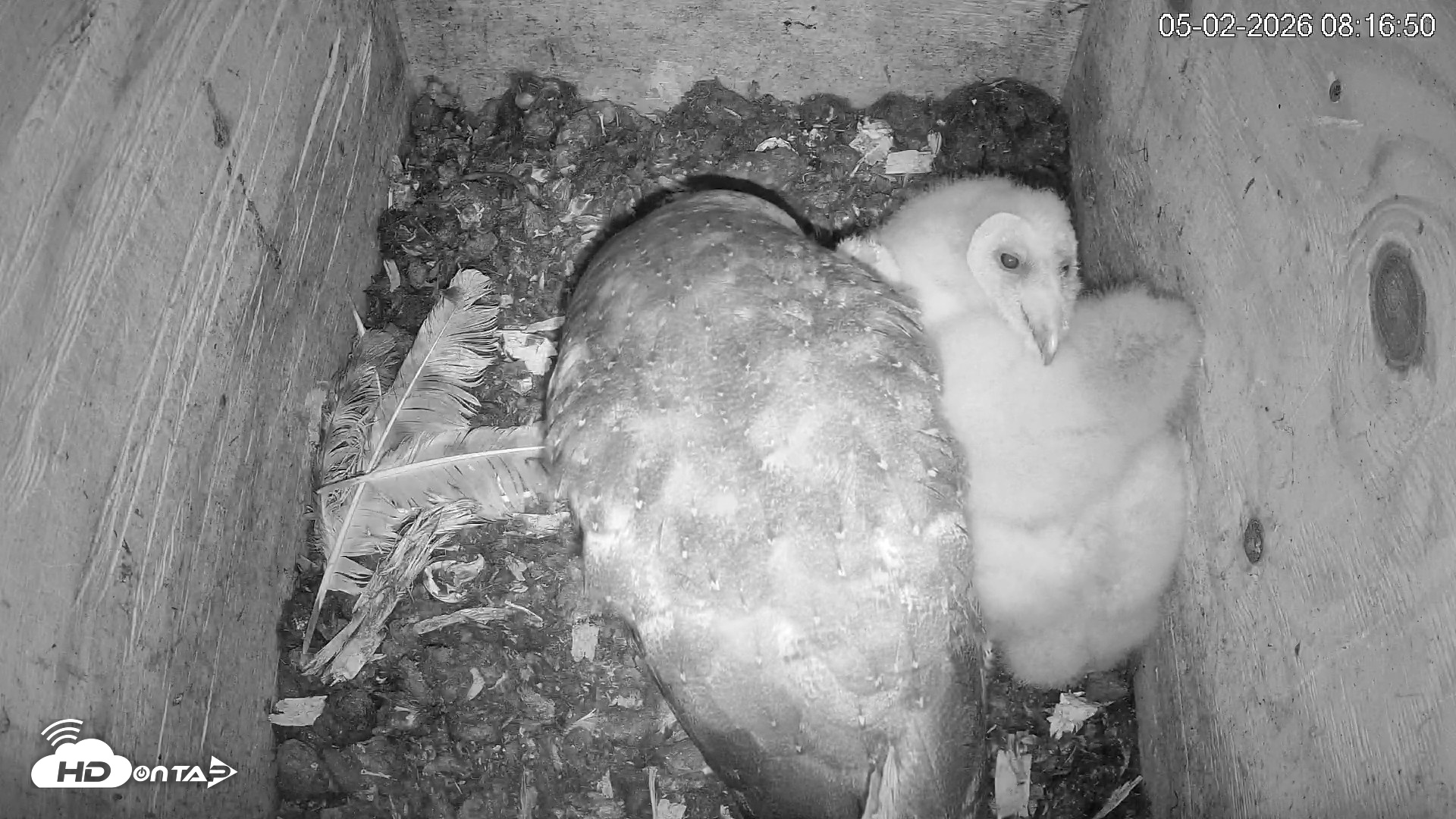 Snapshot of North Carolina Barn Owls Live Cam taken May 2, 2026, 8:17am EDT