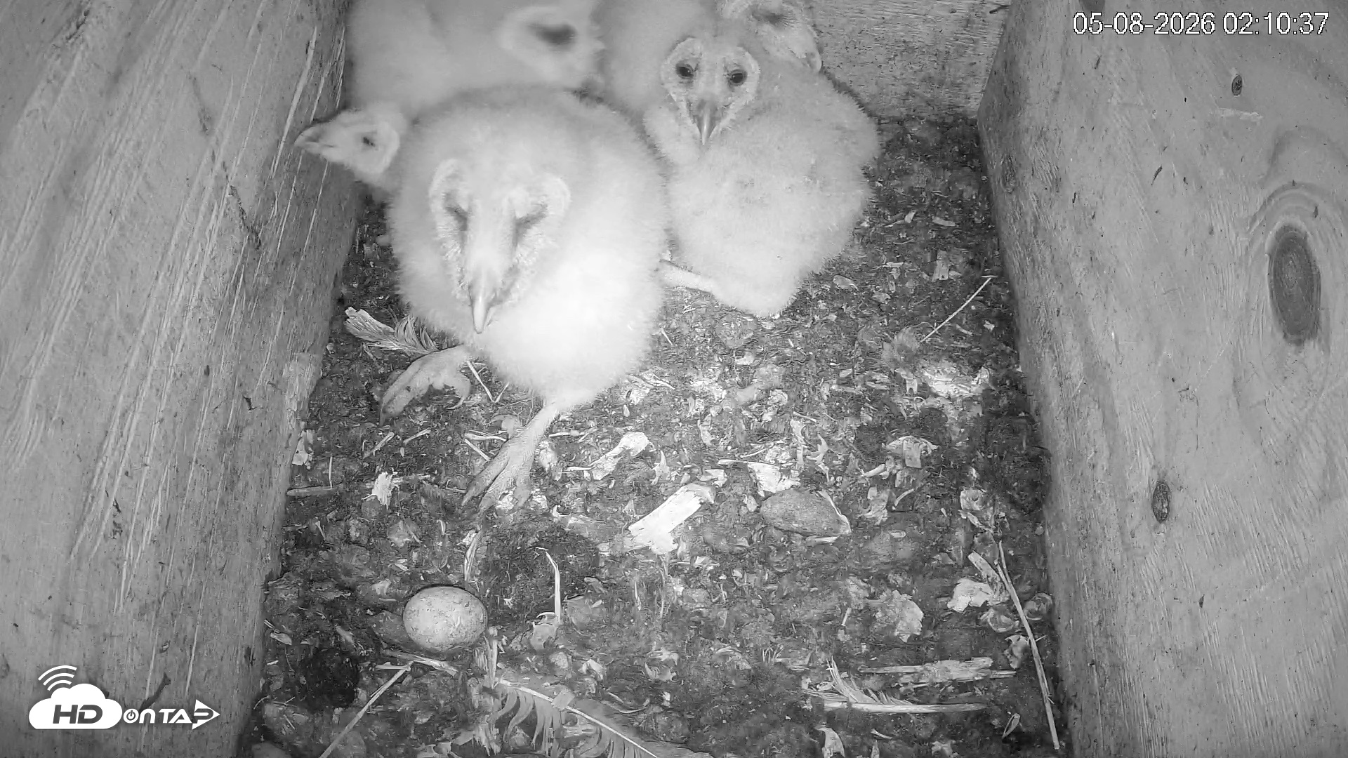 Snapshot of North Carolina Barn Owls Live Cam taken May 8, 2026, 2:11am EDT
