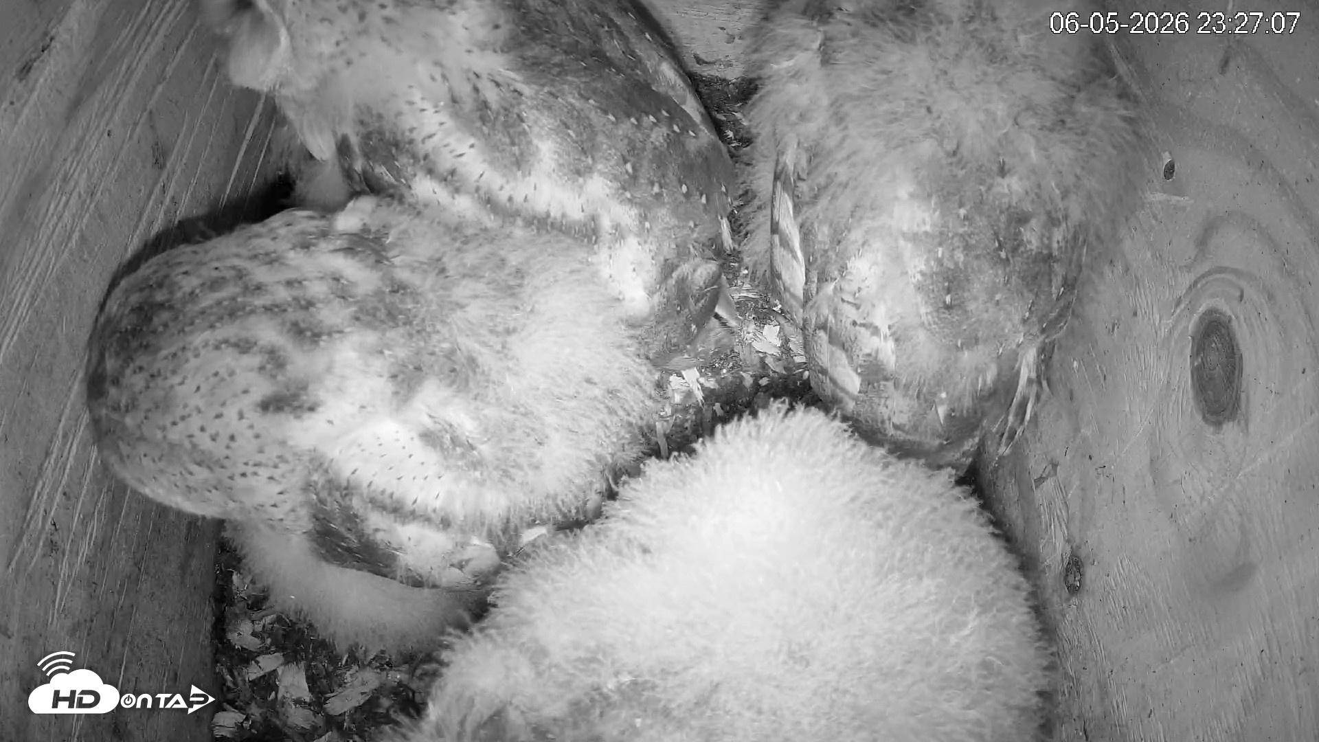 Snapshot of North Carolina Barn Owls Live Cam taken Jun 5, 2026, 11:29pm EDT