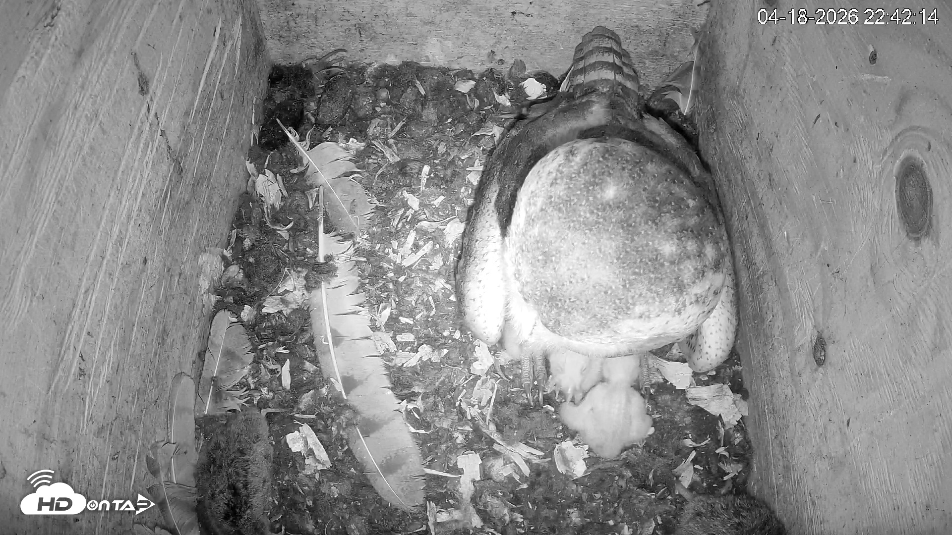 Snapshot of North Carolina Barn Owls Live Cam taken Apr 18, 2026, 10:46pm EDT