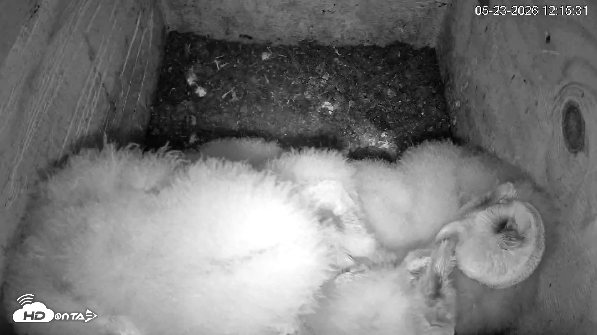 Snapshot of North Carolina Barn Owls Live Cam taken May 23, 2026, 12:16pm EDT