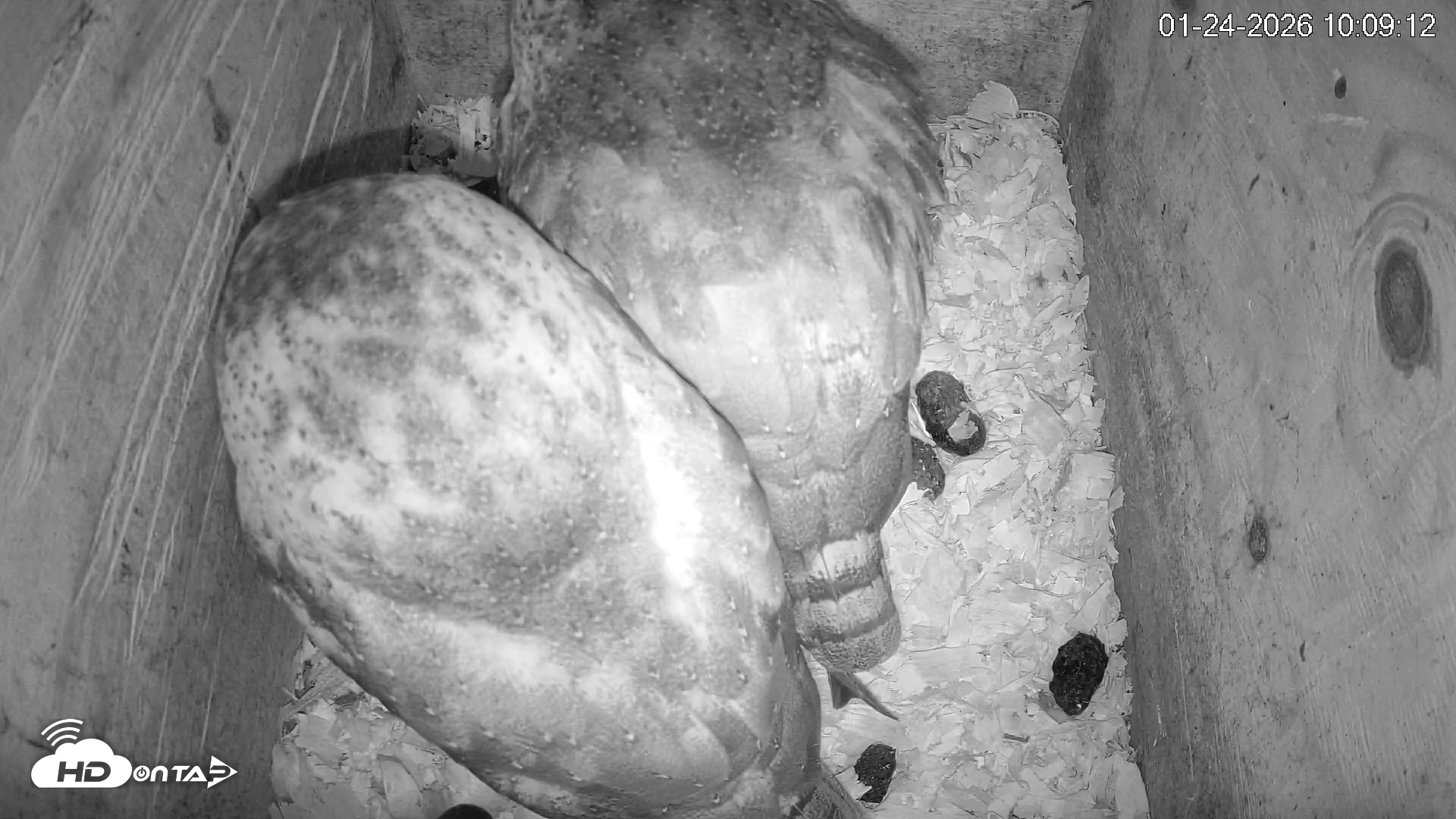 Snapshot of North Carolina Barn Owls Live Cam taken Jan 24, 2026, 10:09am EST