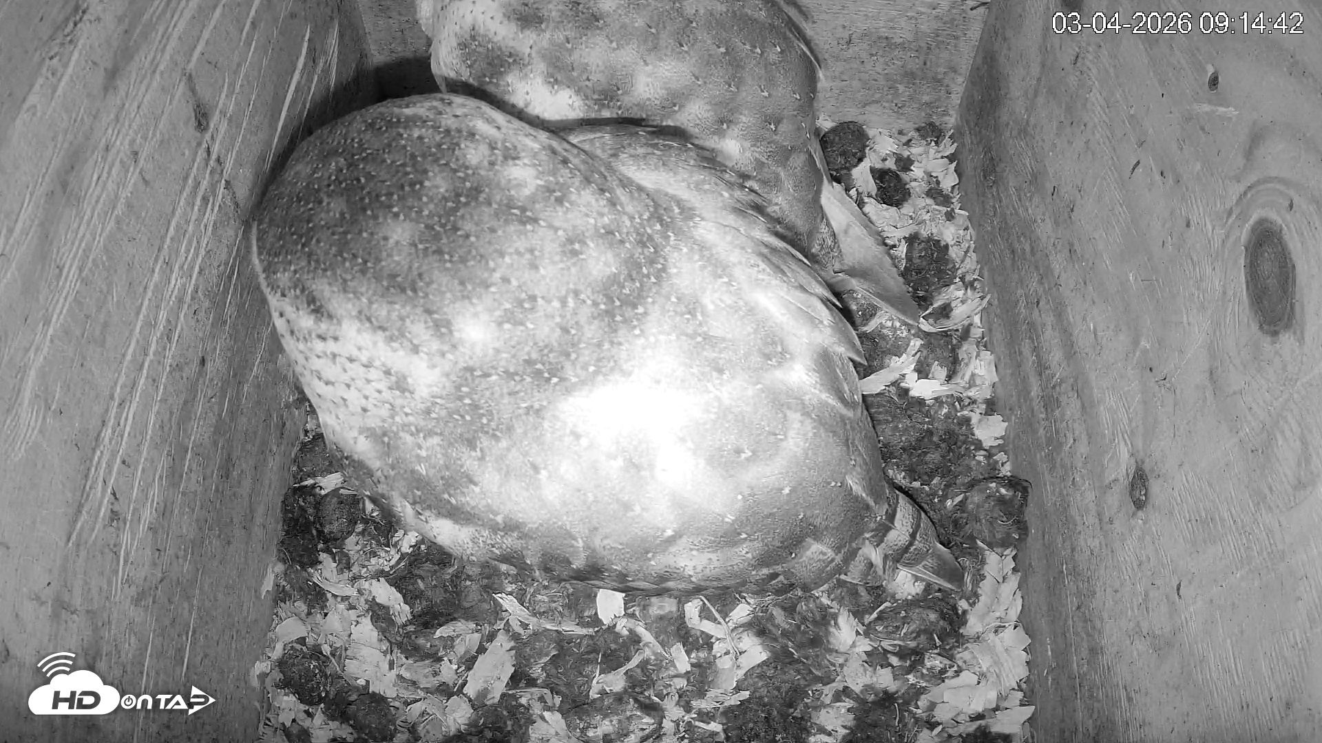 Snapshot of North Carolina Barn Owls Live Cam taken Mar 4, 2026, 9:15am EST