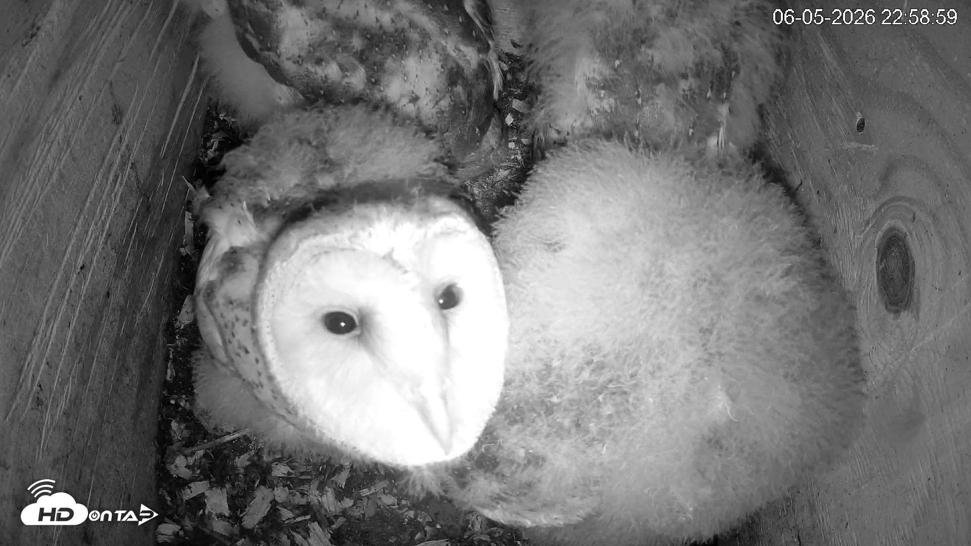 Snapshot of North Carolina Barn Owls Live Cam taken Jun 5, 2026, 11:00pm EDT