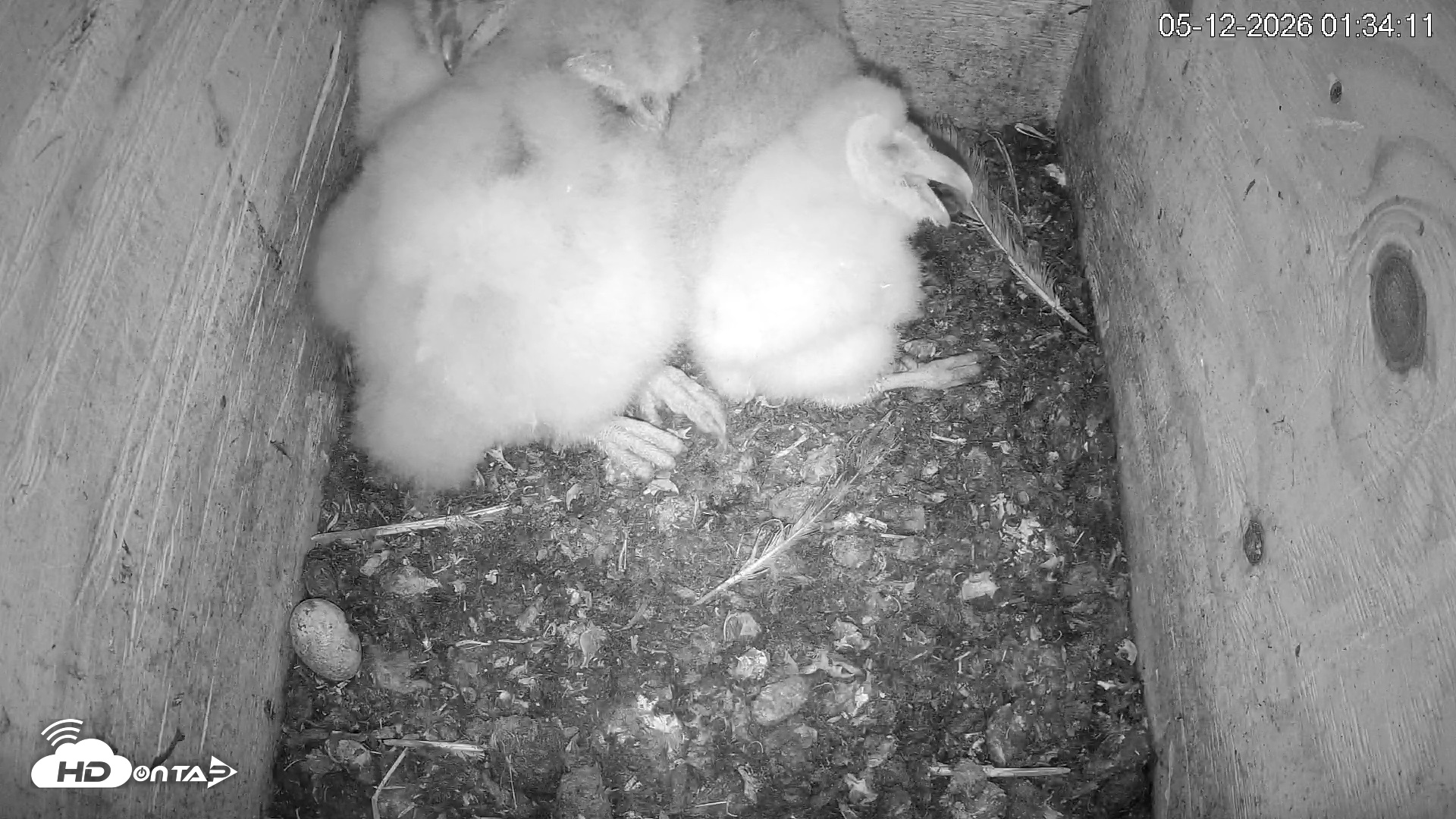 Snapshot of North Carolina Barn Owls Live Cam taken May 12, 2026, 1:34am EDT