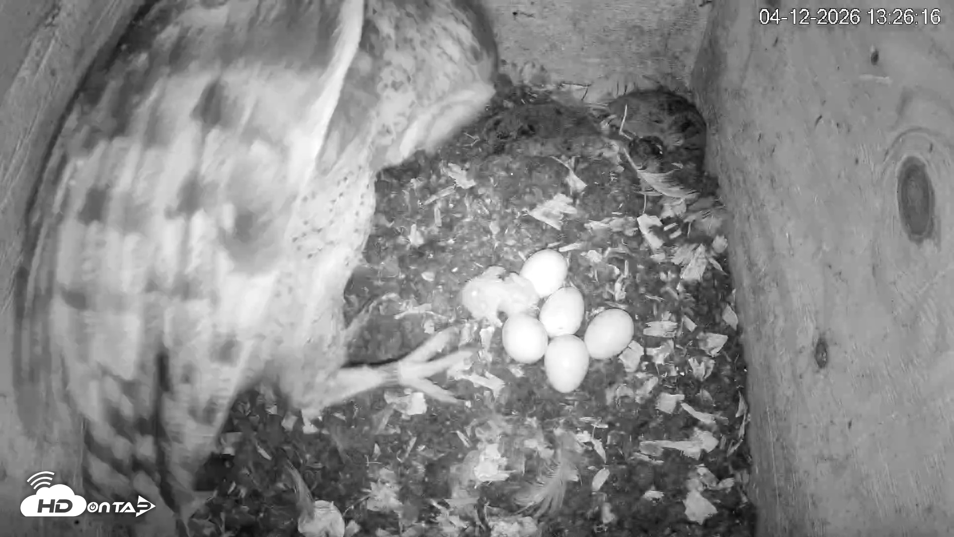 Snapshot of North Carolina Barn Owls Live Cam taken Apr 12, 2026, 1:26pm EDT