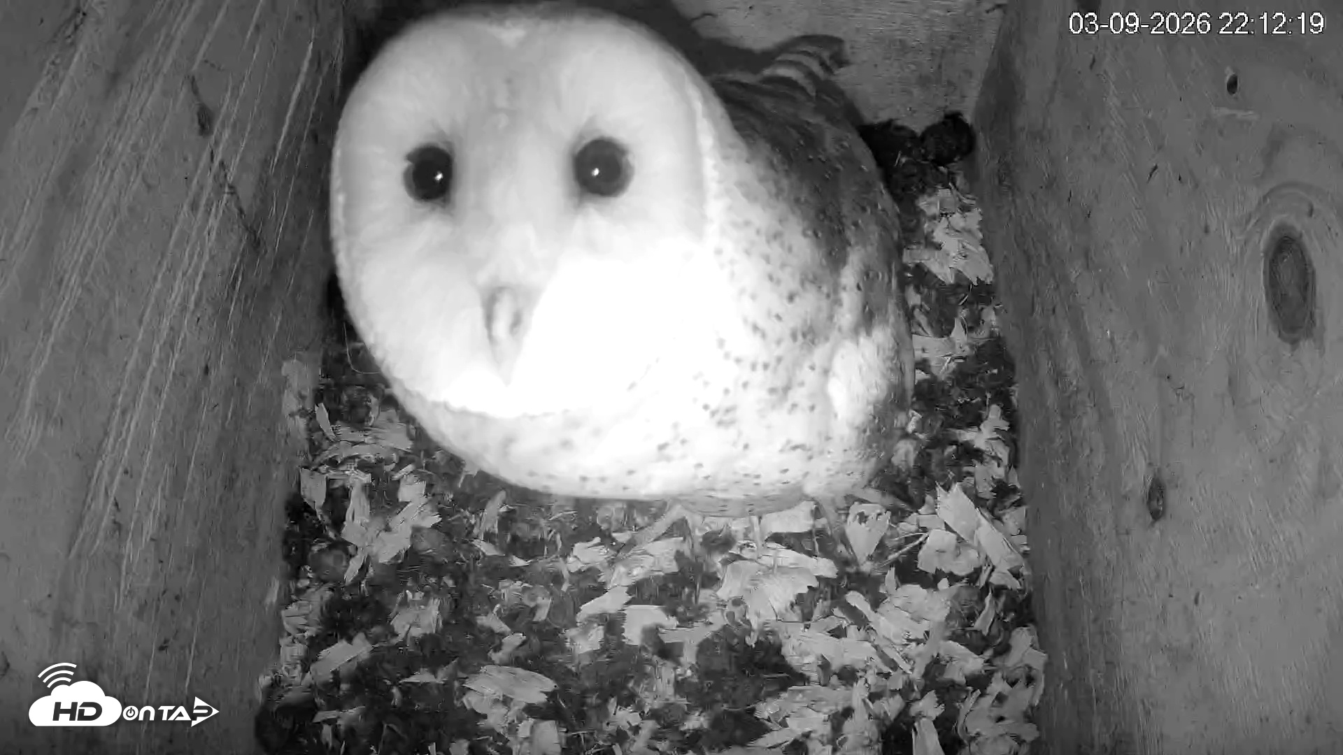 Snapshot of North Carolina Barn Owls Live Cam taken Mar 9, 2026, 10:12pm EDT