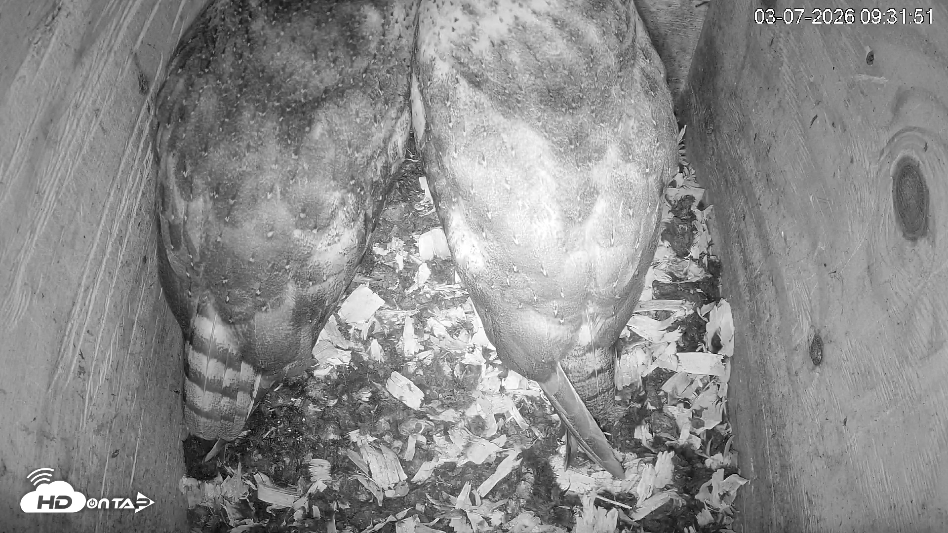 Snapshot of North Carolina Barn Owls Live Cam taken Mar 7, 2026, 9:32am EST