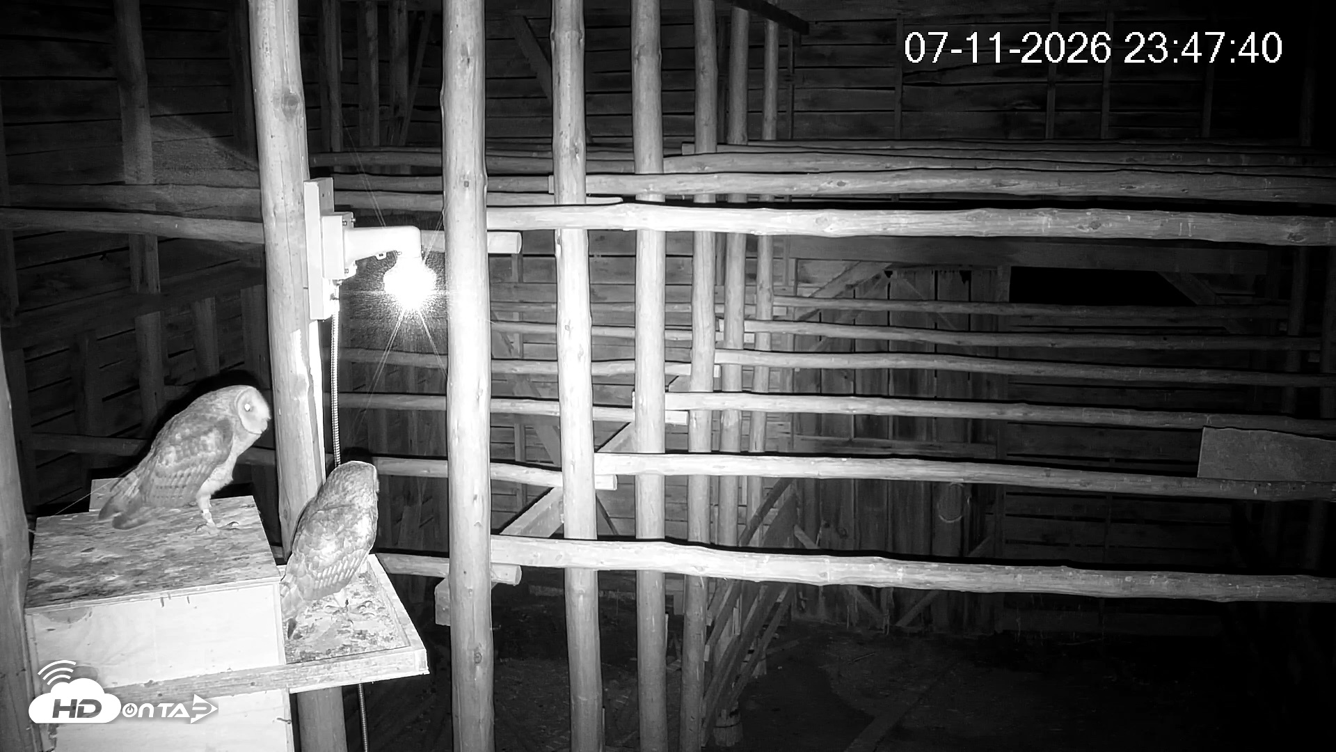 Snapshot of North Carolina Barn Owls Live Cam taken Jul 11, 2026, 11:48pm EDT