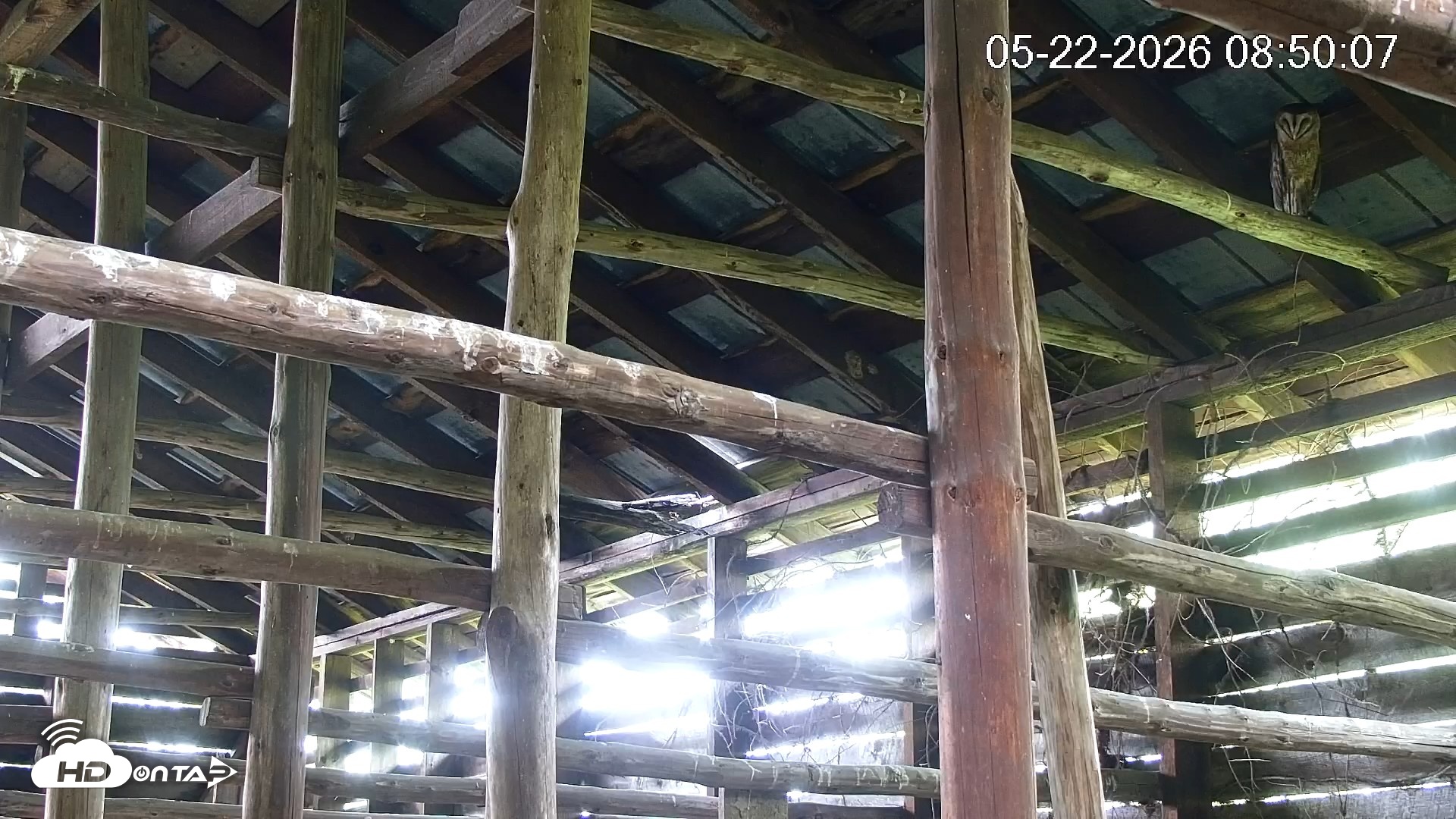 Snapshot of North Carolina Barn Owls Live Cam taken May 22, 2026, 8:50am EDT
