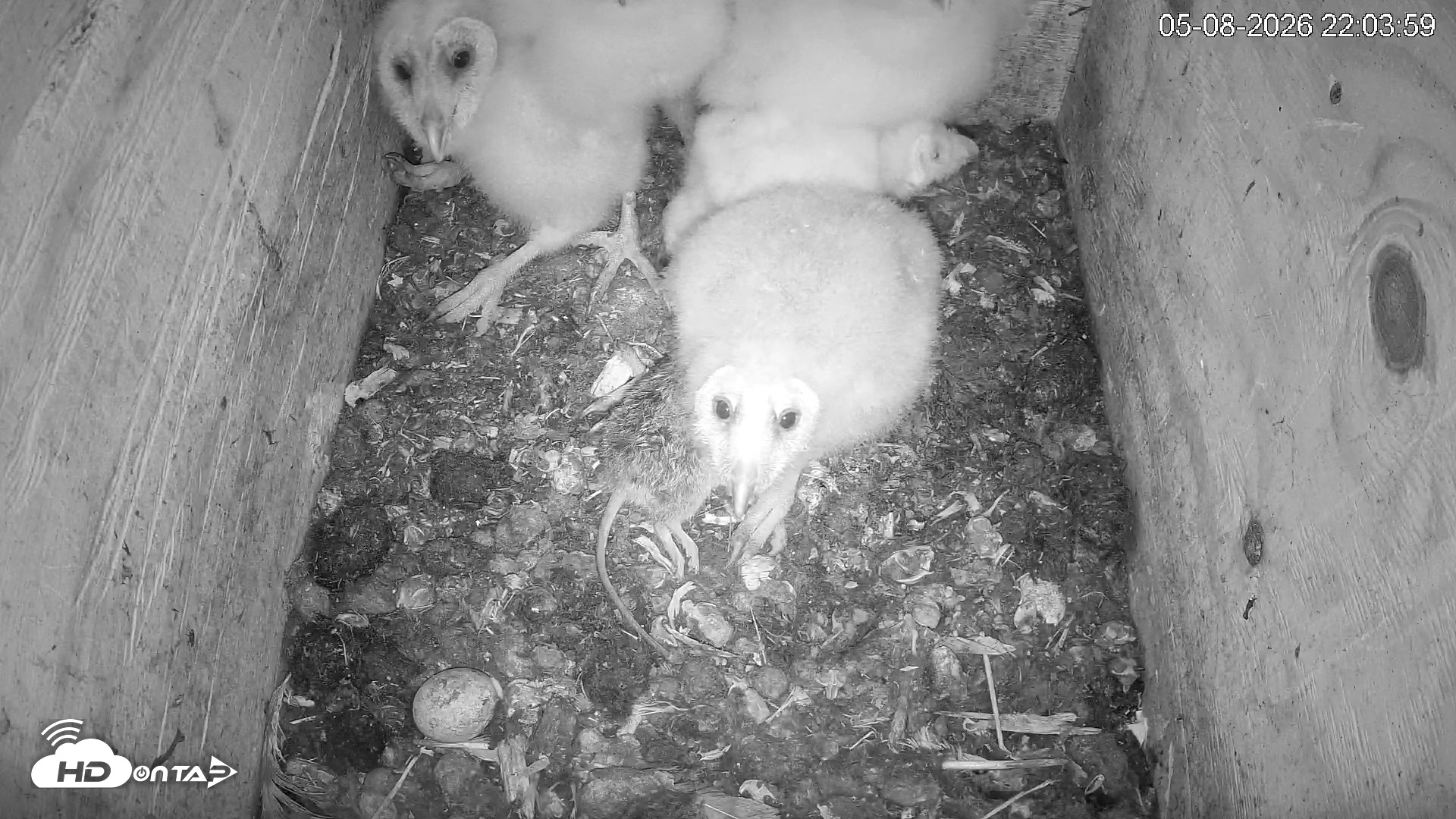 Snapshot of North Carolina Barn Owls Live Cam taken May 8, 2026, 10:04pm EDT