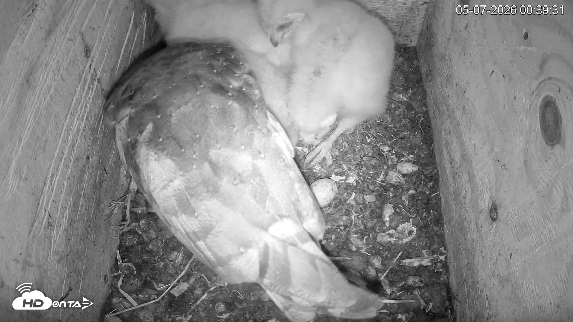 Snapshot of North Carolina Barn Owls Live Cam taken May 7, 2026, 12:40am EDT