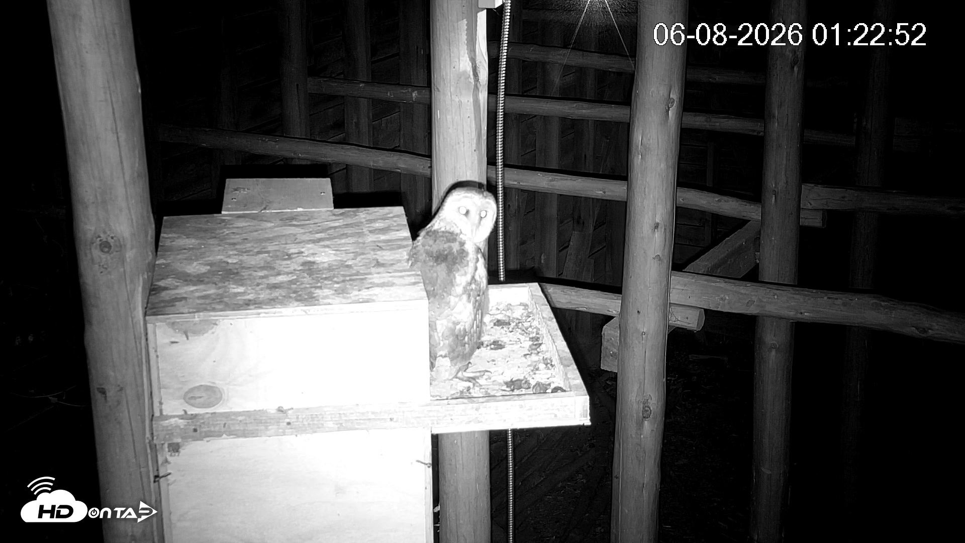 Snapshot of North Carolina Barn Owls Live Cam taken Jun 8, 2026, 1:23am EDT