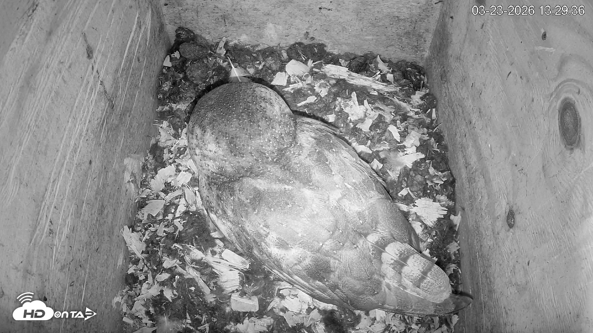 Snapshot of North Carolina Barn Owls Live Cam taken Mar 23, 2026, 1:30pm EDT