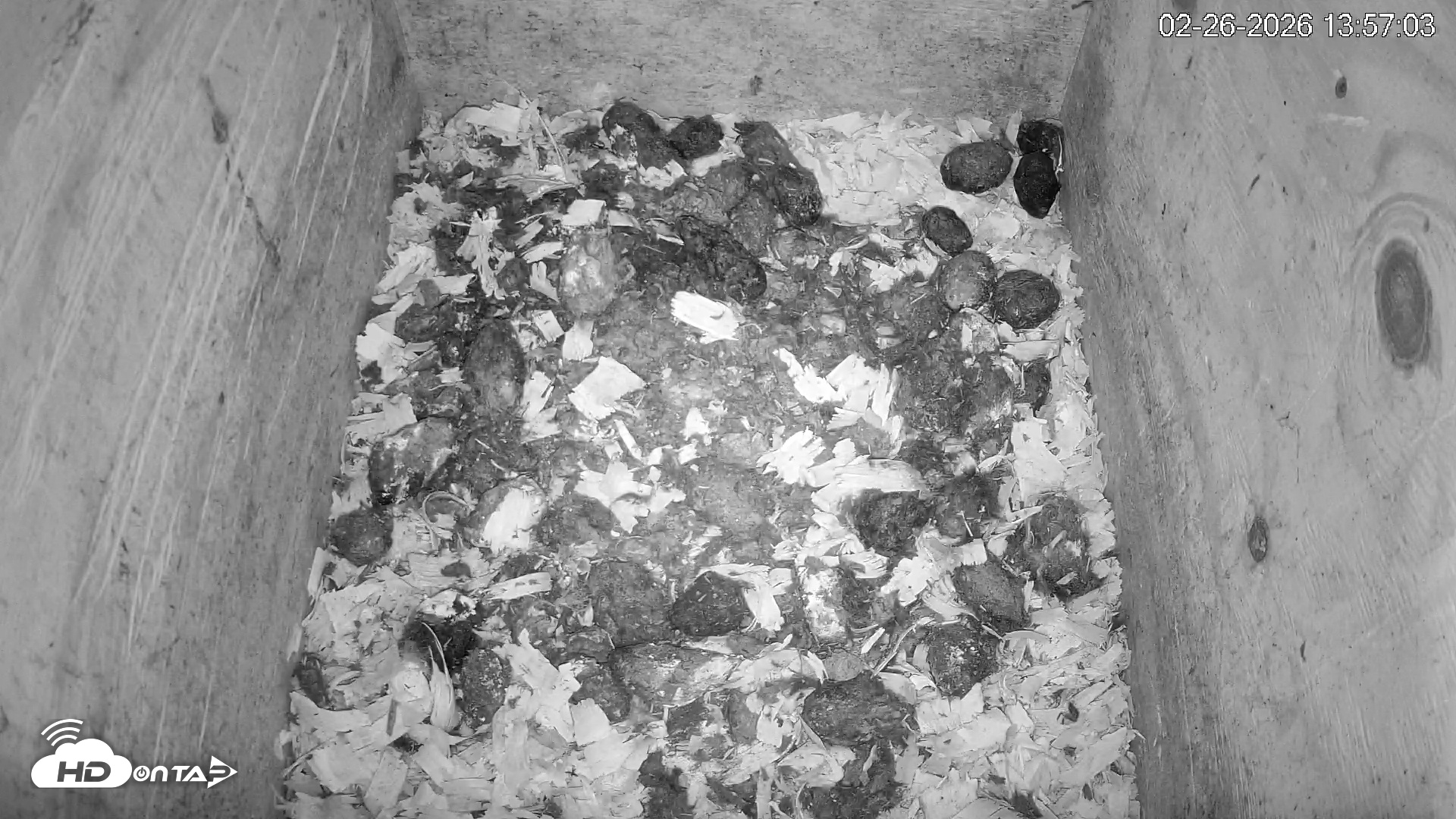 Snapshot of North Carolina Barn Owls Live Cam taken Feb 26, 2026, 1:57pm EST