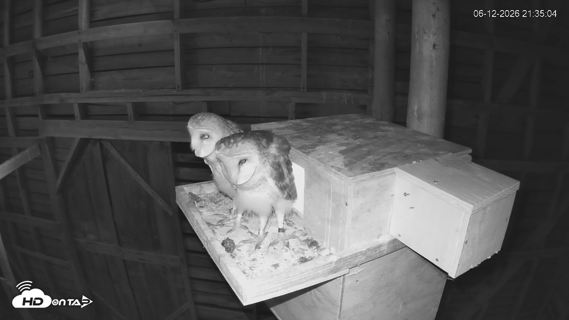 Snapshot of North Carolina Barn Owls Live Cam taken Jun 12, 2026, 9:35pm EDT