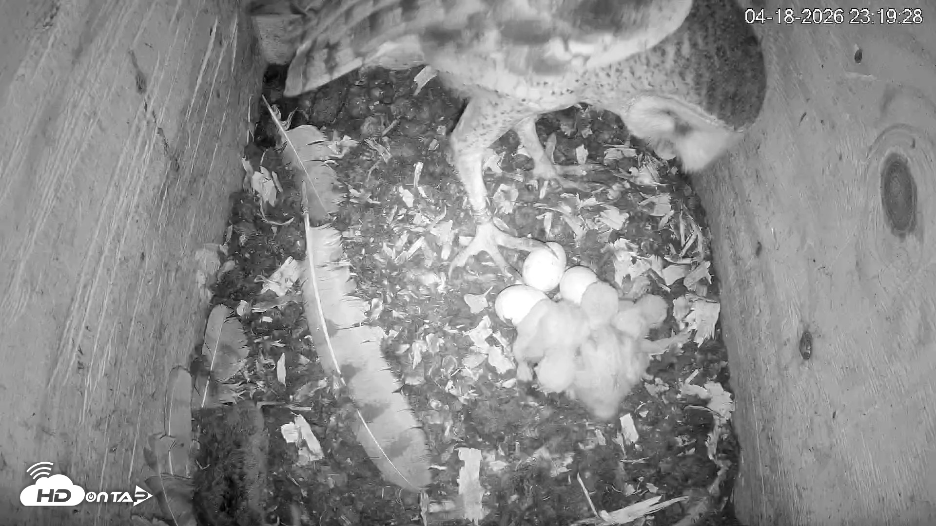 Snapshot of North Carolina Barn Owls Live Cam taken Apr 18, 2026, 11:20pm EDT