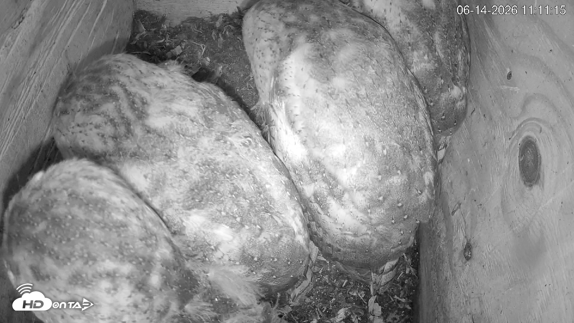 Snapshot of North Carolina Barn Owls Live Cam taken Jun 14, 2026, 11:13am EDT
