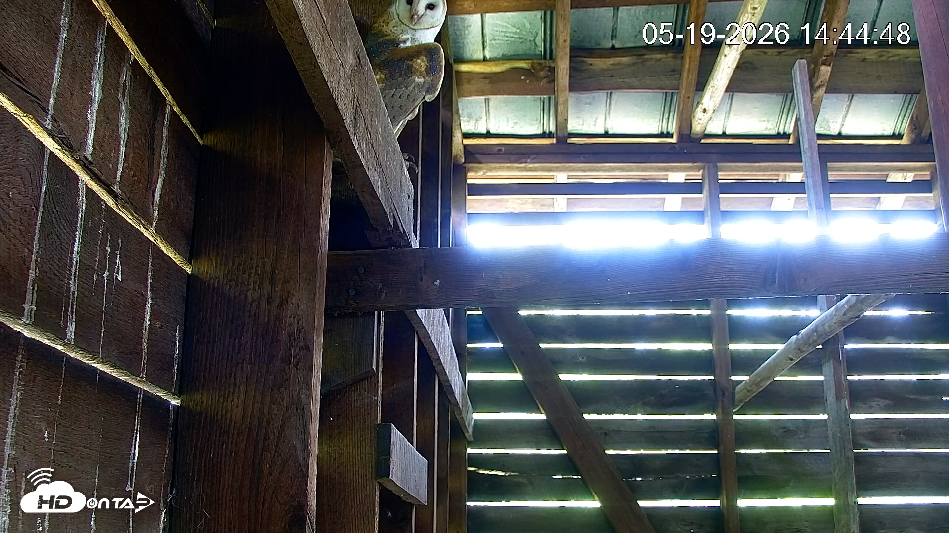 Snapshot of North Carolina Barn Owls Live Cam taken May 19, 2026, 2:45pm EDT