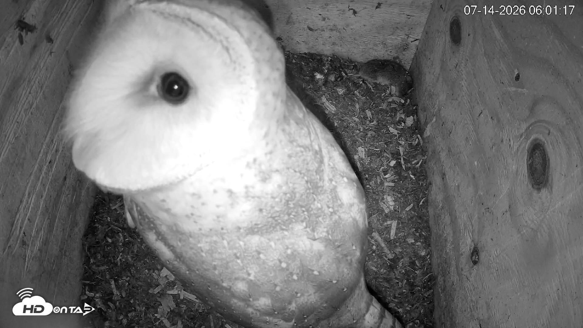 Snapshot of North Carolina Barn Owls Live Cam taken Jul 14, 2026, 6:01am EDT