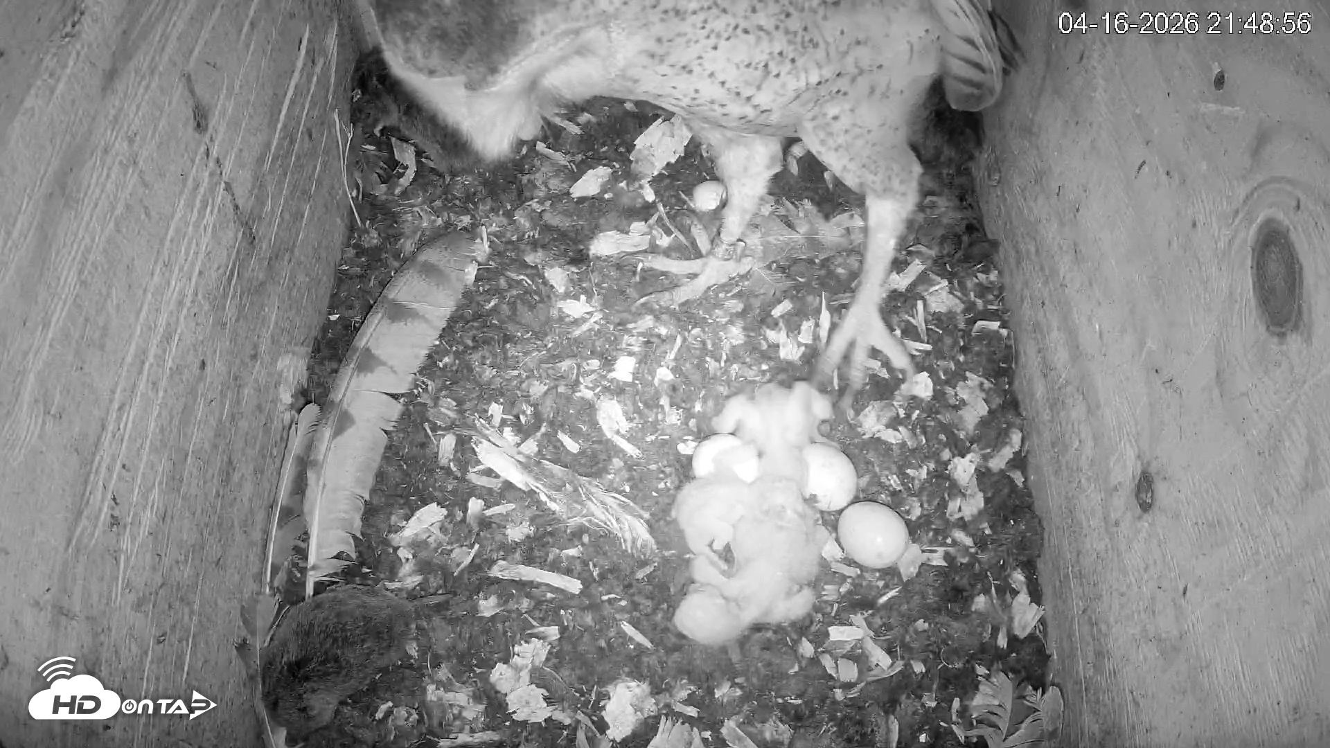 Snapshot of North Carolina Barn Owls Live Cam taken Apr 16, 2026, 9:49pm EDT