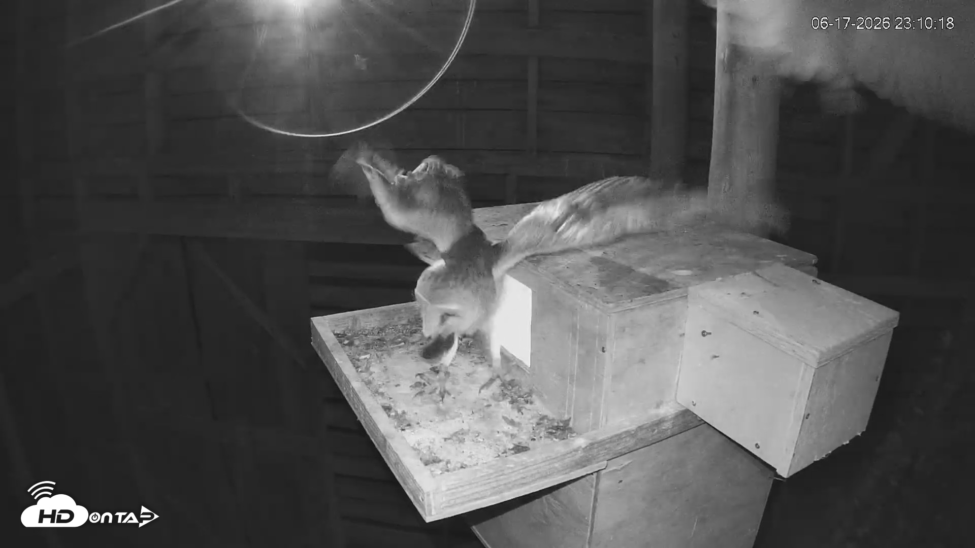 Snapshot of North Carolina Barn Owls Live Cam taken Jun 17, 2026, 11:12pm EDT