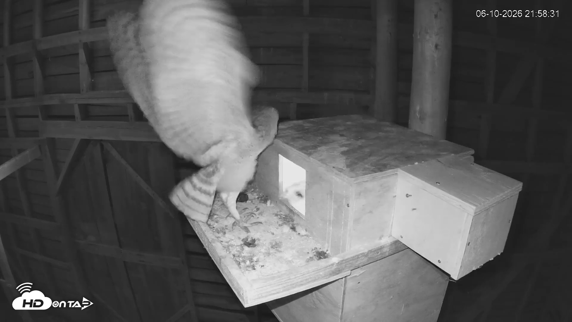 Snapshot of North Carolina Barn Owls Live Cam taken Jun 10, 2026, 9:59pm EDT